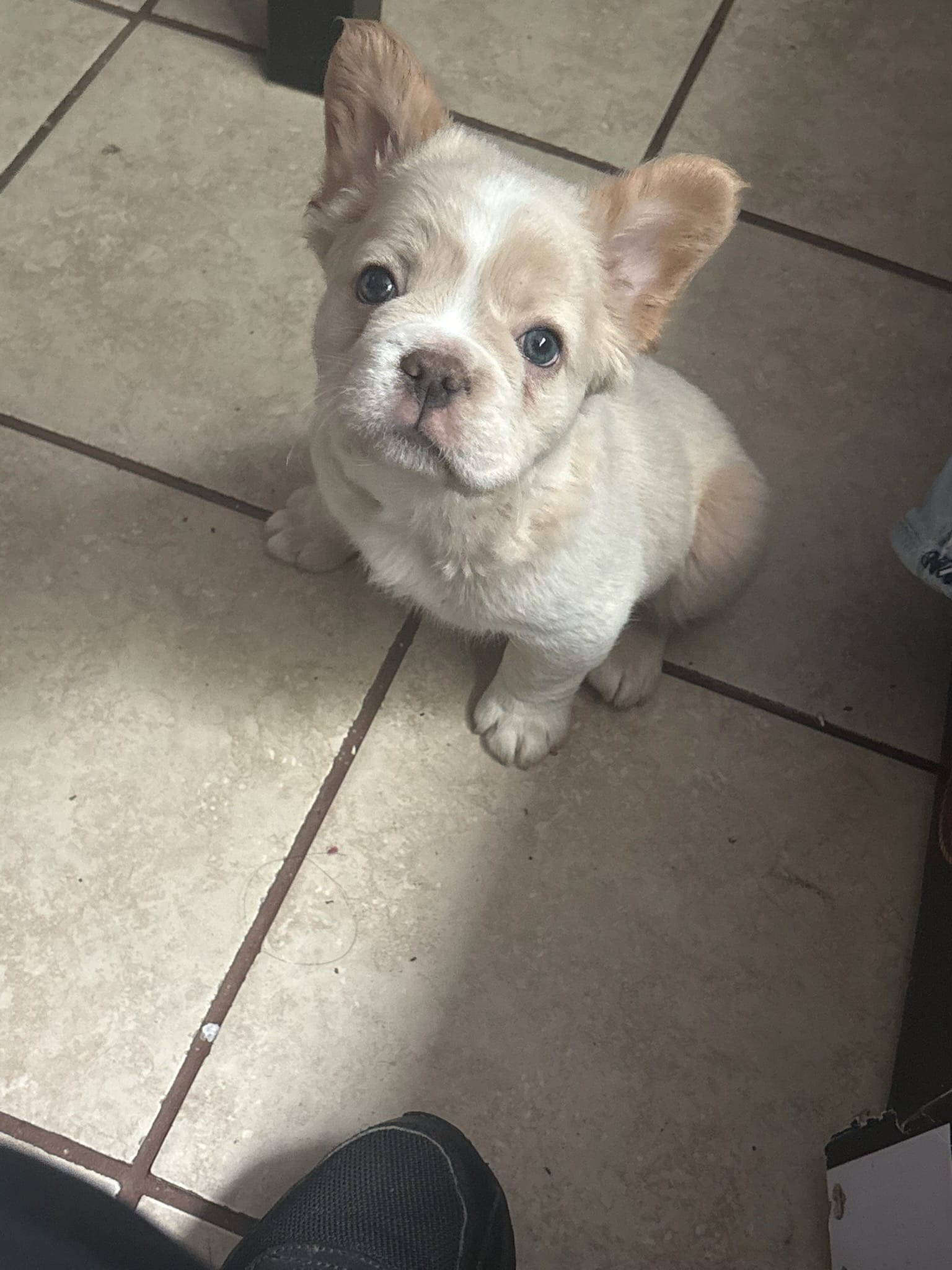 Fat boy – French Bulldog puppy for sale in Somonauk, IL