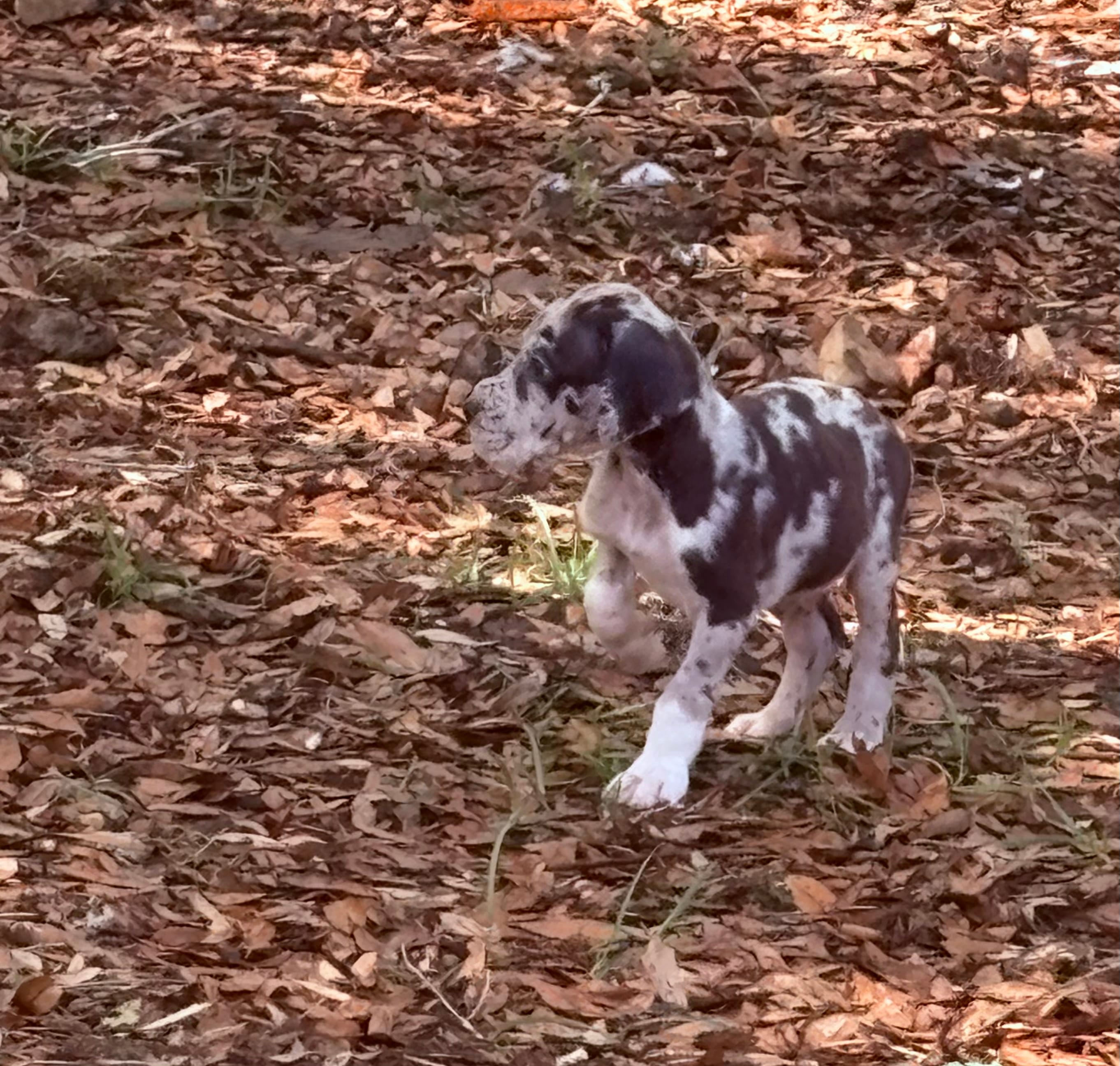 Merle boy – Great Dane puppy for sale in Ocala, FL