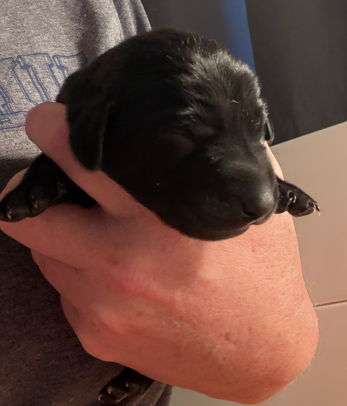 Black Male – Labrador Retriever puppy for sale in Conifer, CO