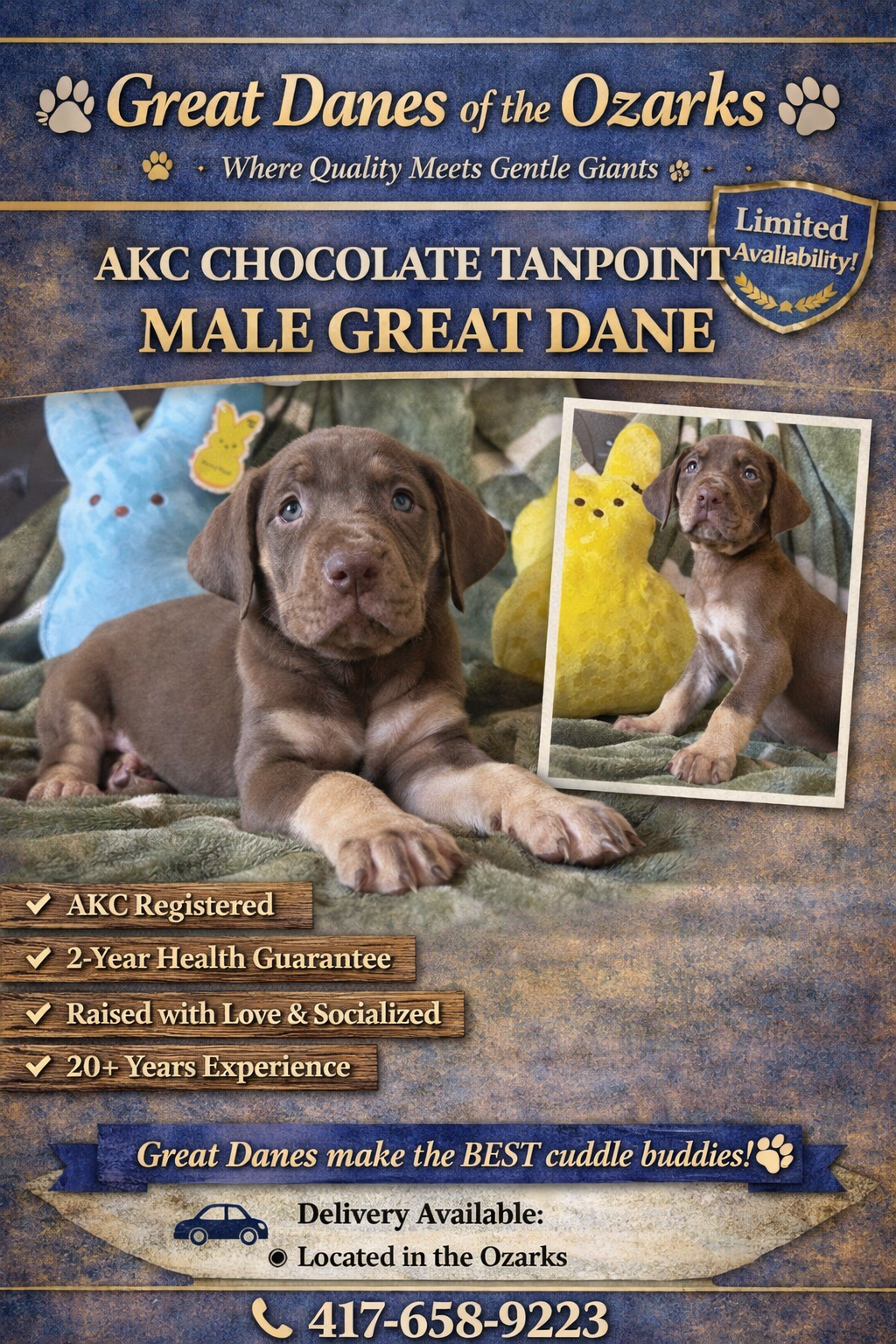 Chocolate Tanpoint  – Great Dane puppy for sale in Joplin, MO