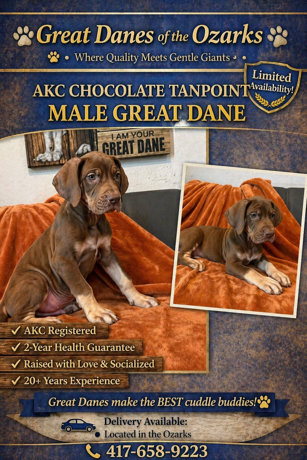 Chocolate Tanpoint  – Great Dane puppy for sale in Joplin, MO