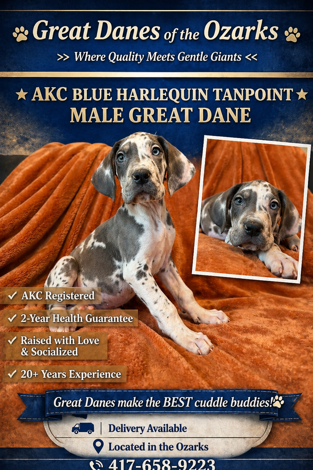 Blue Harlequin Tanpoint  – Great Dane puppy for sale in Joplin, MO