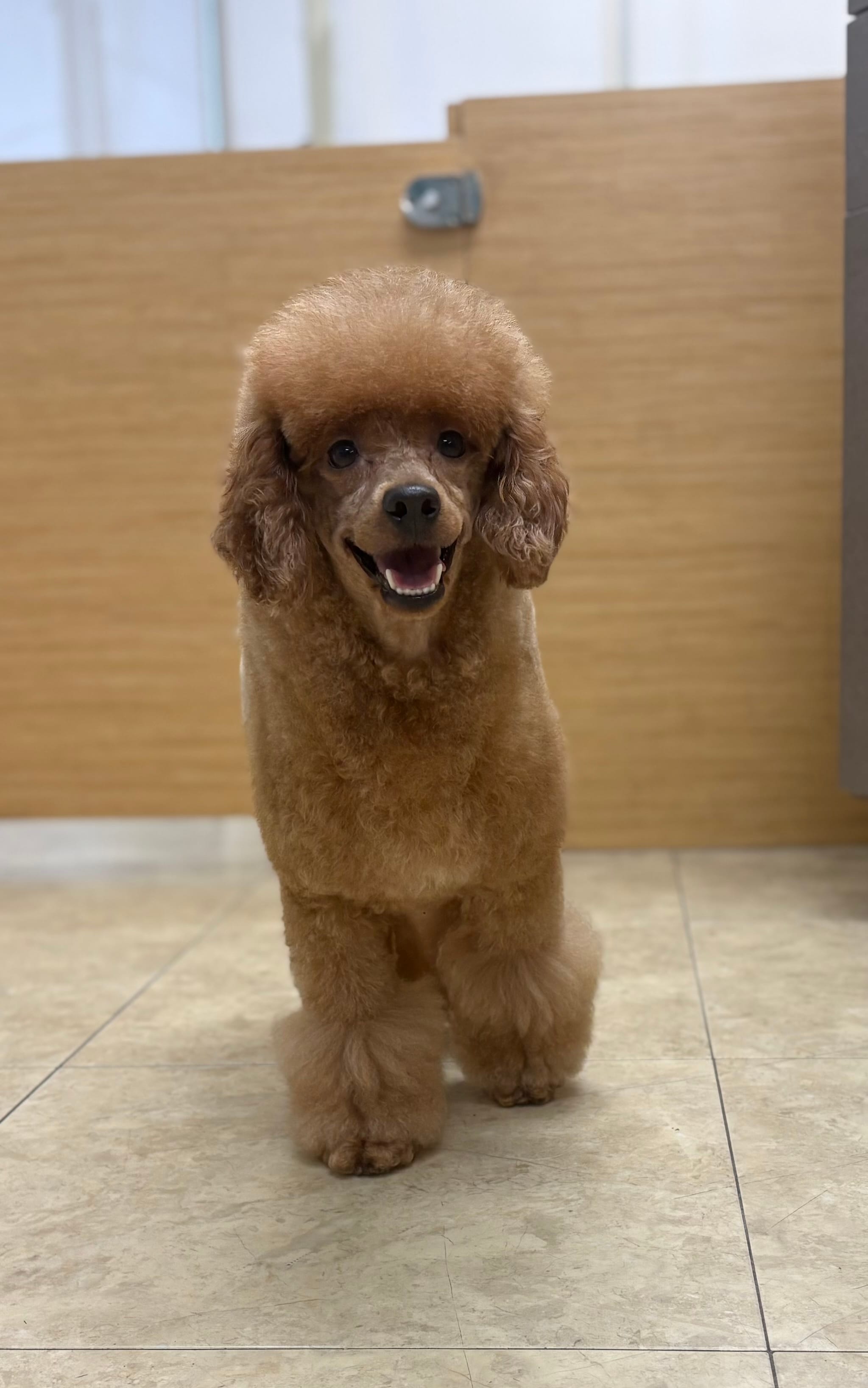 Mochi – Poodle - Miniature  puppy for sale in Salem, NJ