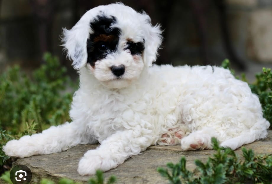 Mor – Cavapoo puppy for sale in Salem, NJ
