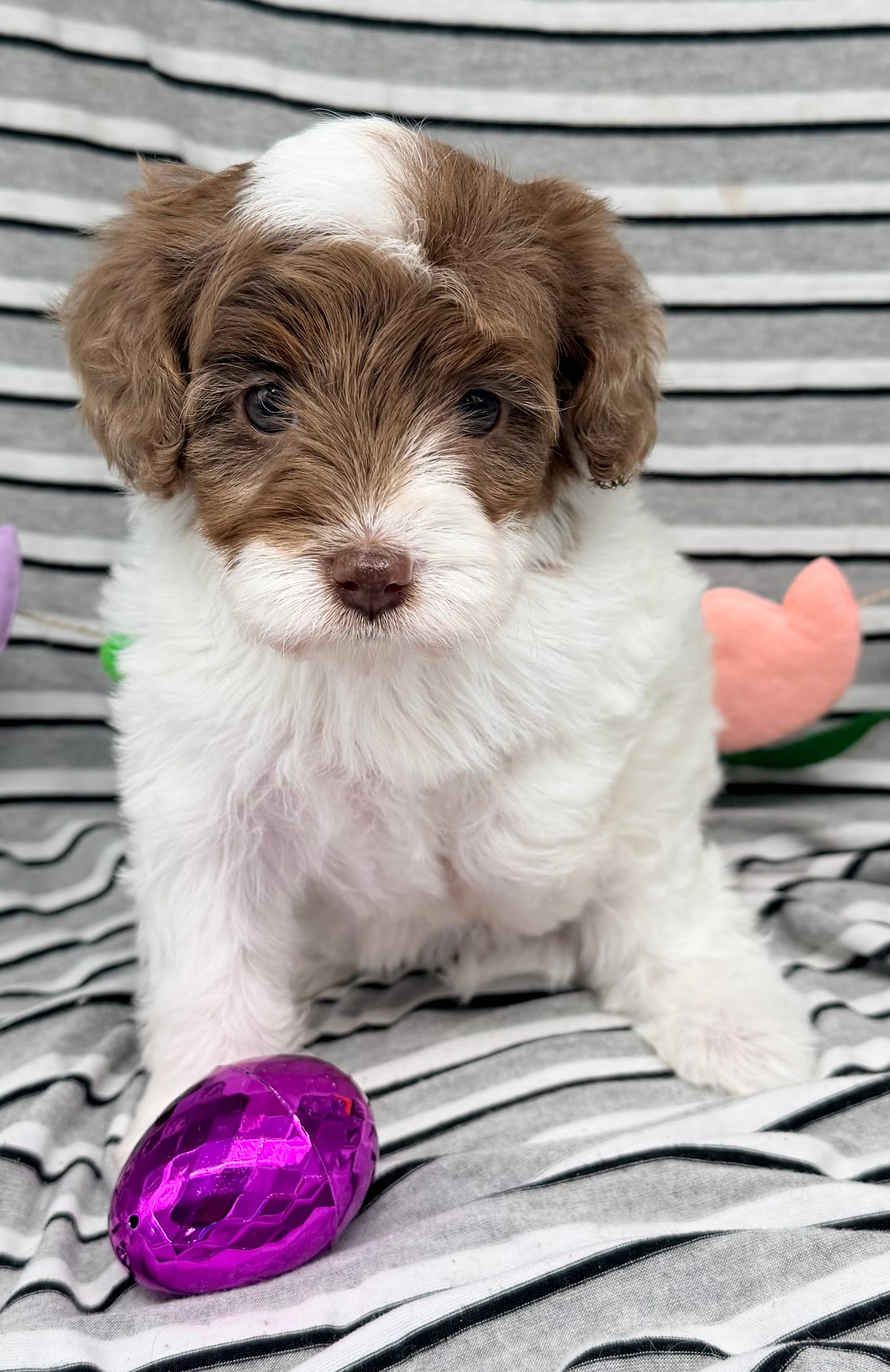 Cirrus – Cavapoo puppy for sale in Salem, NJ