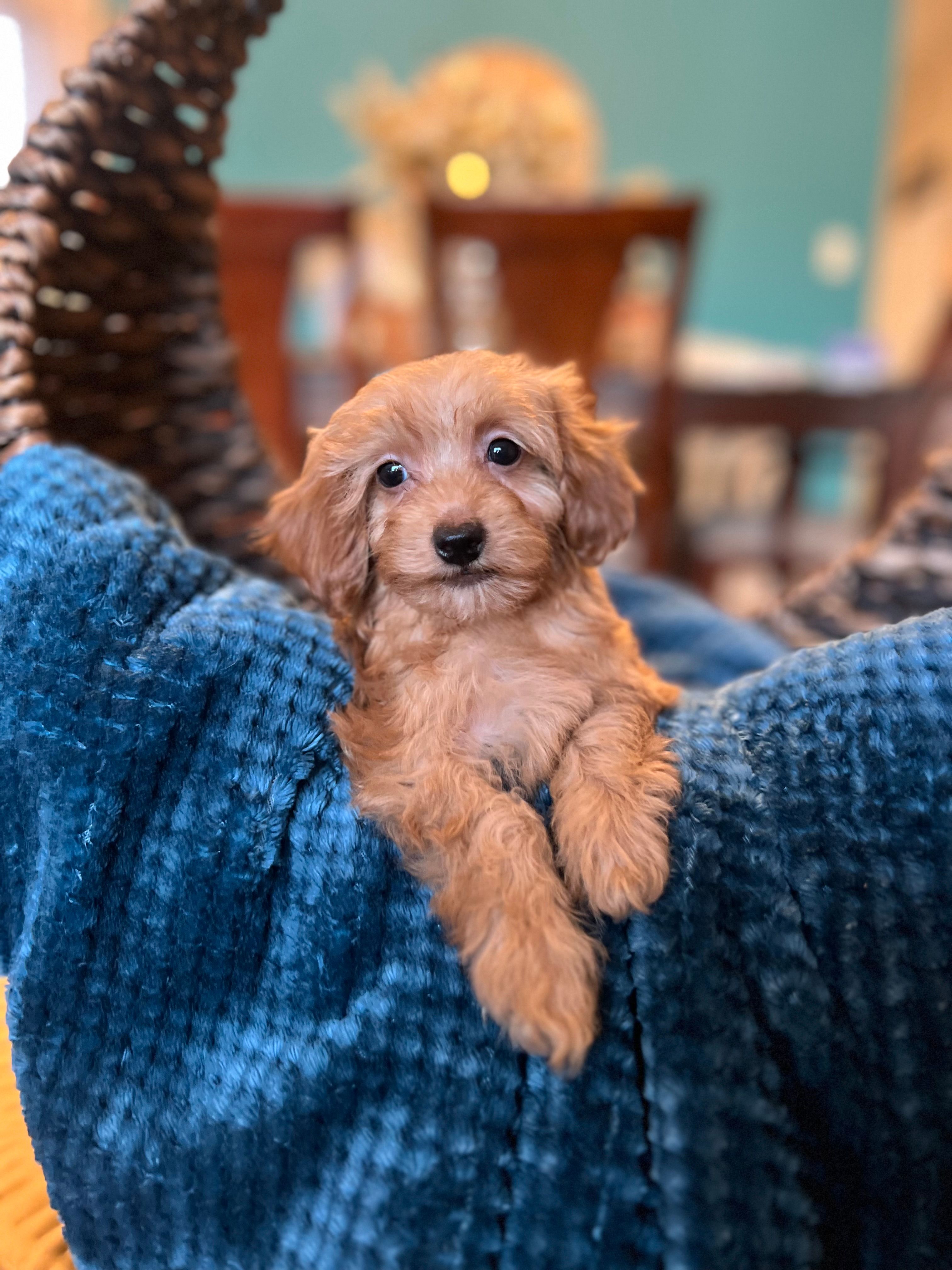 Romeo  – Poodle - Miniature  puppy for sale in Dallas, TX