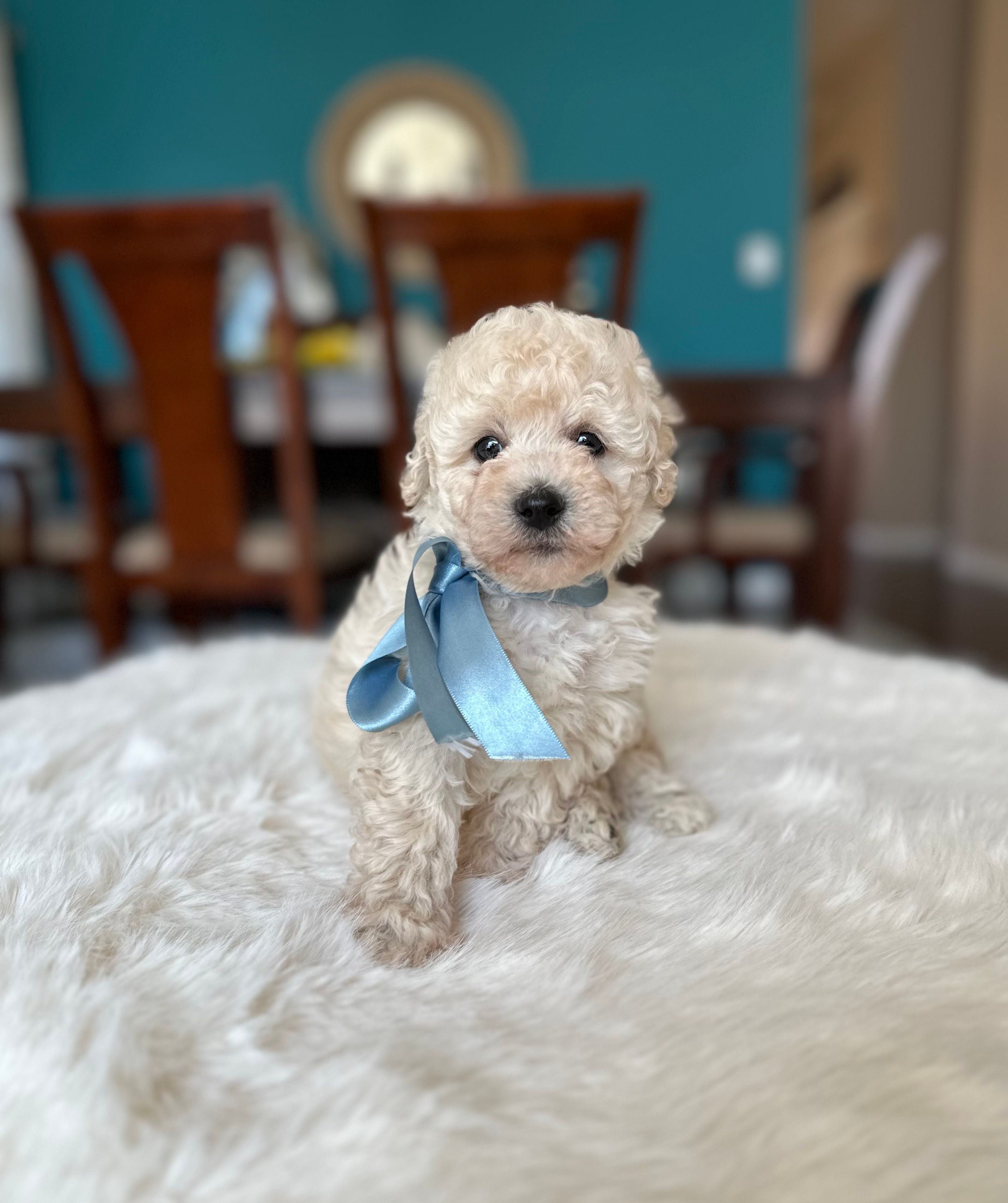 Tom – Poodle - Miniature  puppy for sale in Dallas, TX