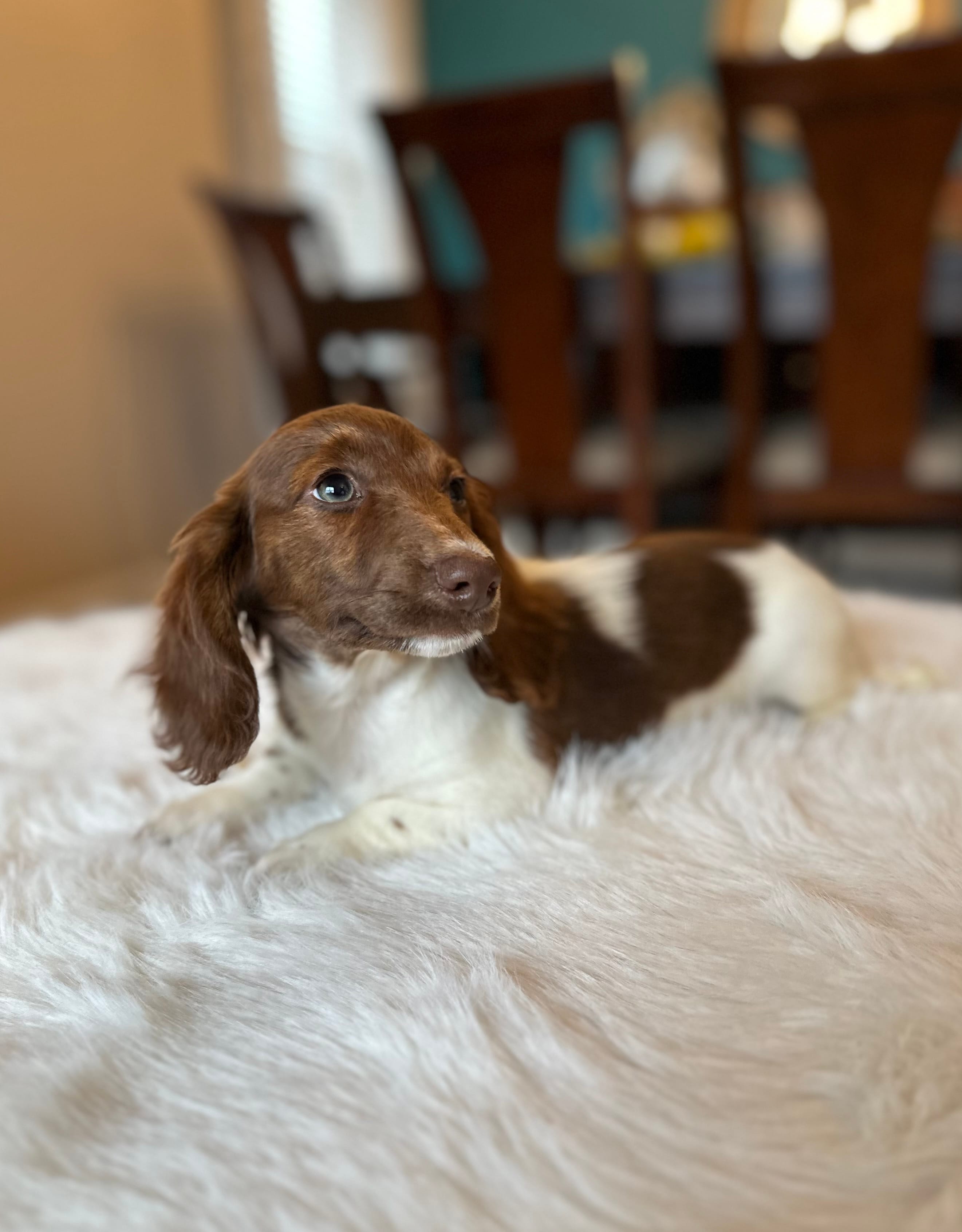 Dexter  – Miniature Dachshund puppy for sale in Dallas, TX
