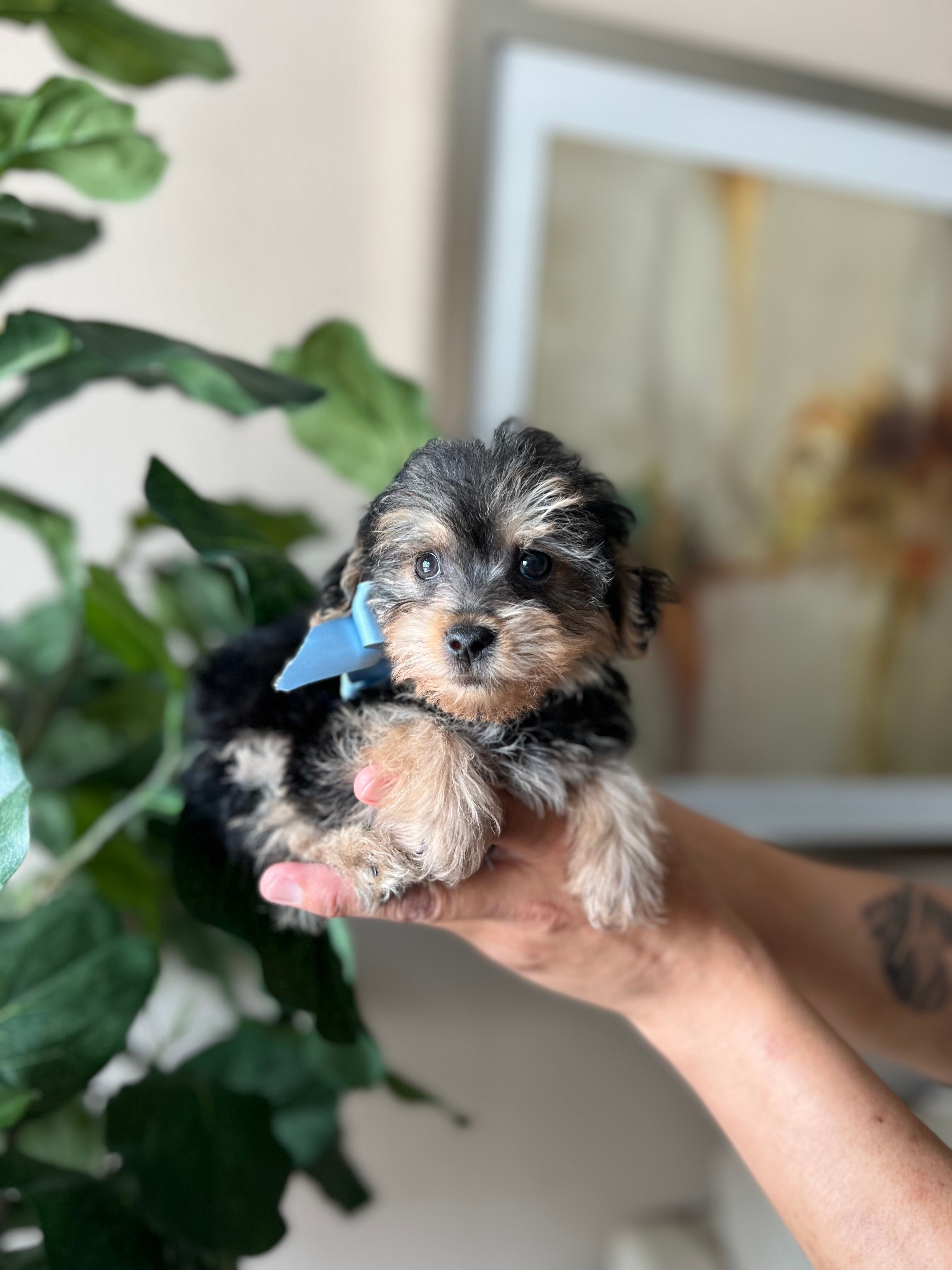 Max – Yorkipoo puppy for sale in Dallas, TX