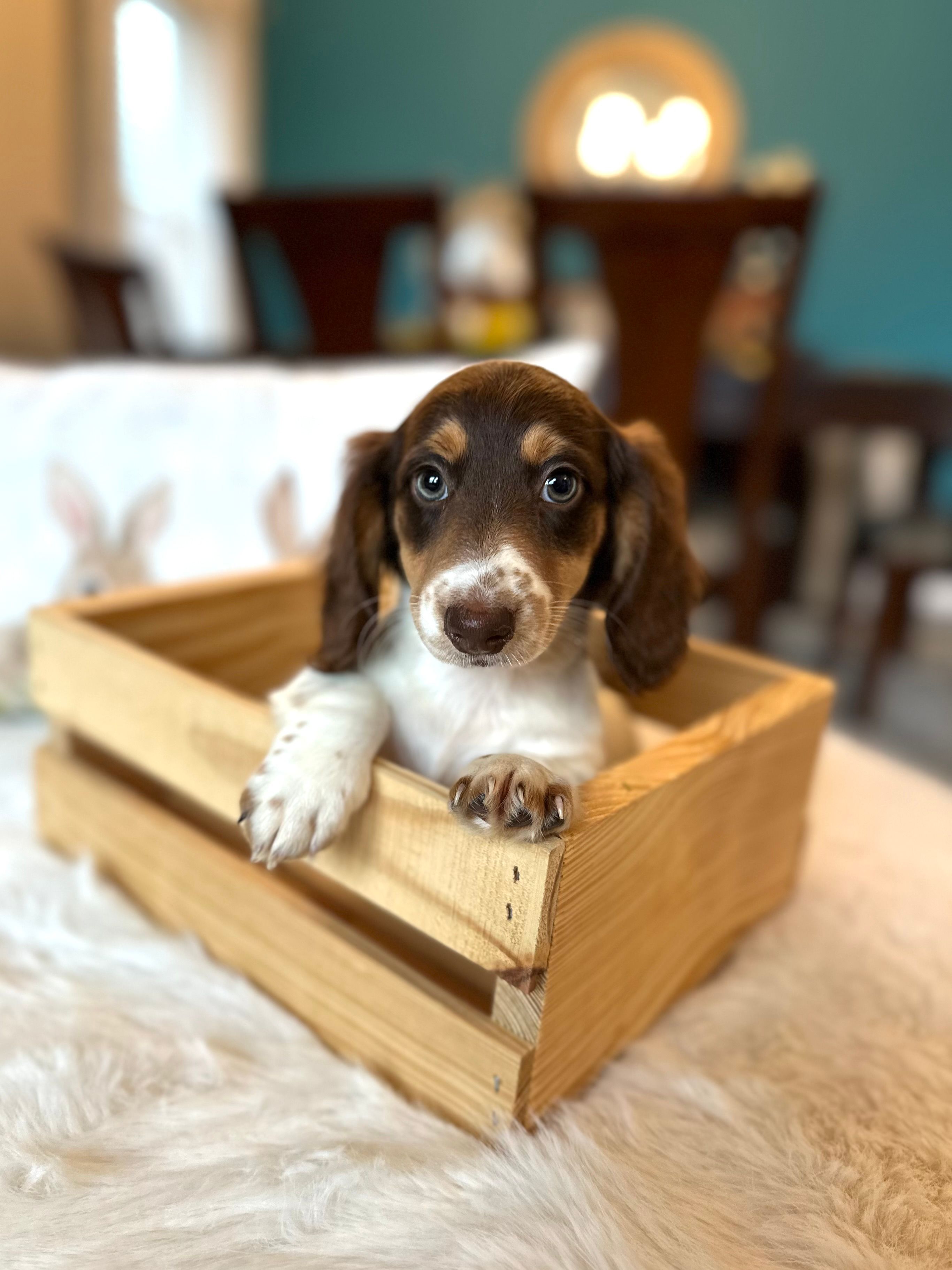 charlie  – Miniature Dachshund puppy for sale in Dallas, TX