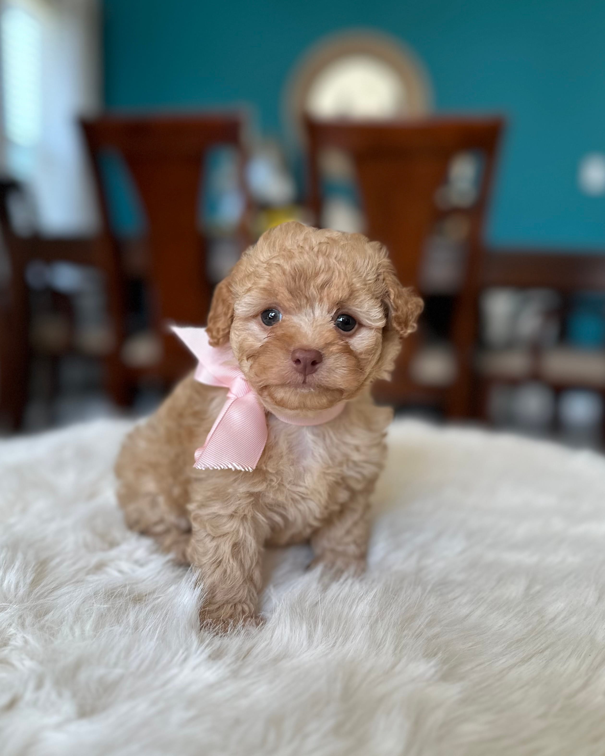 Lola  – Poodle - Toy  puppy for sale in Dallas, TX