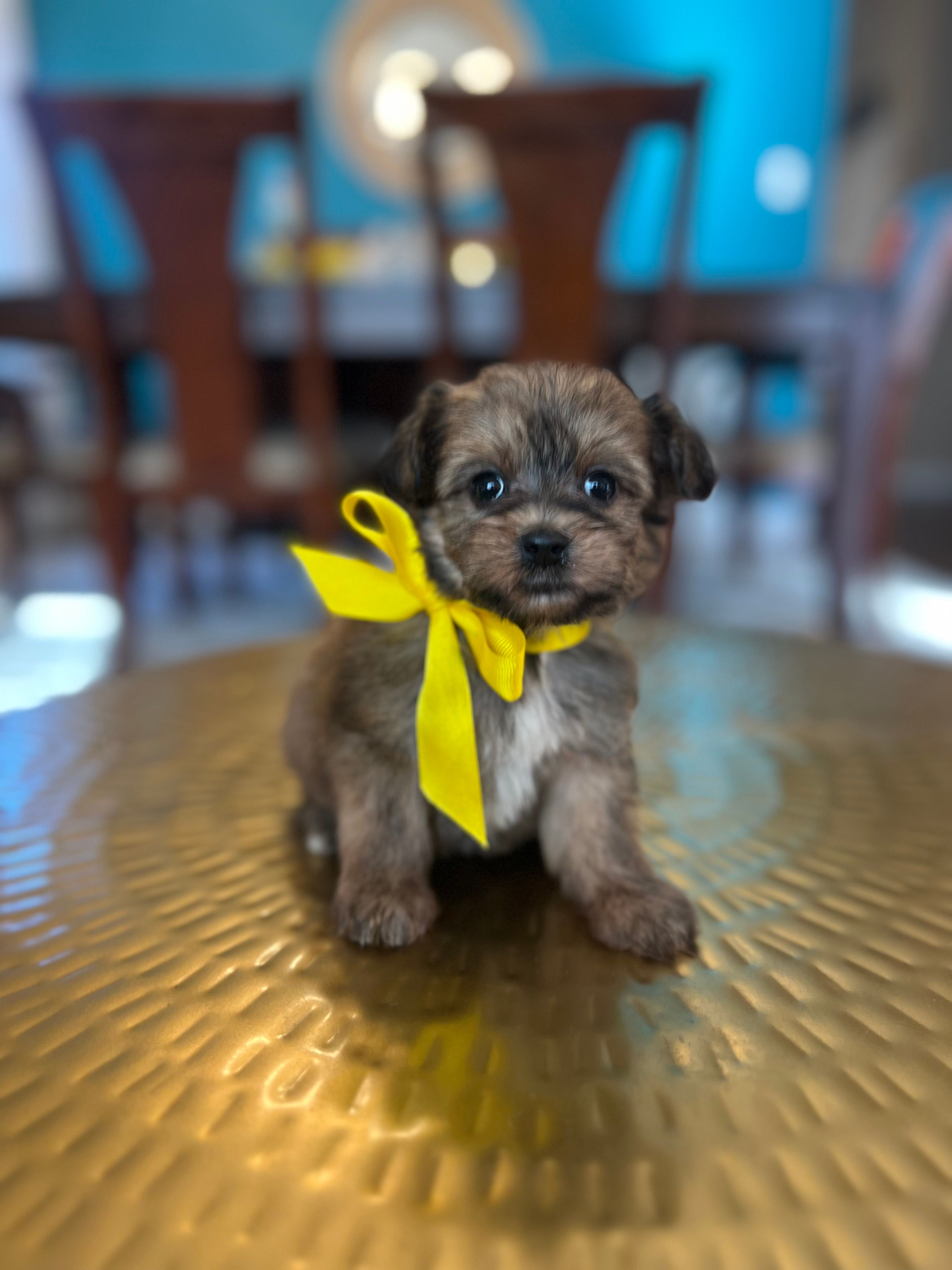 Rocky  – Yorkipoo puppy for sale in Dallas, TX