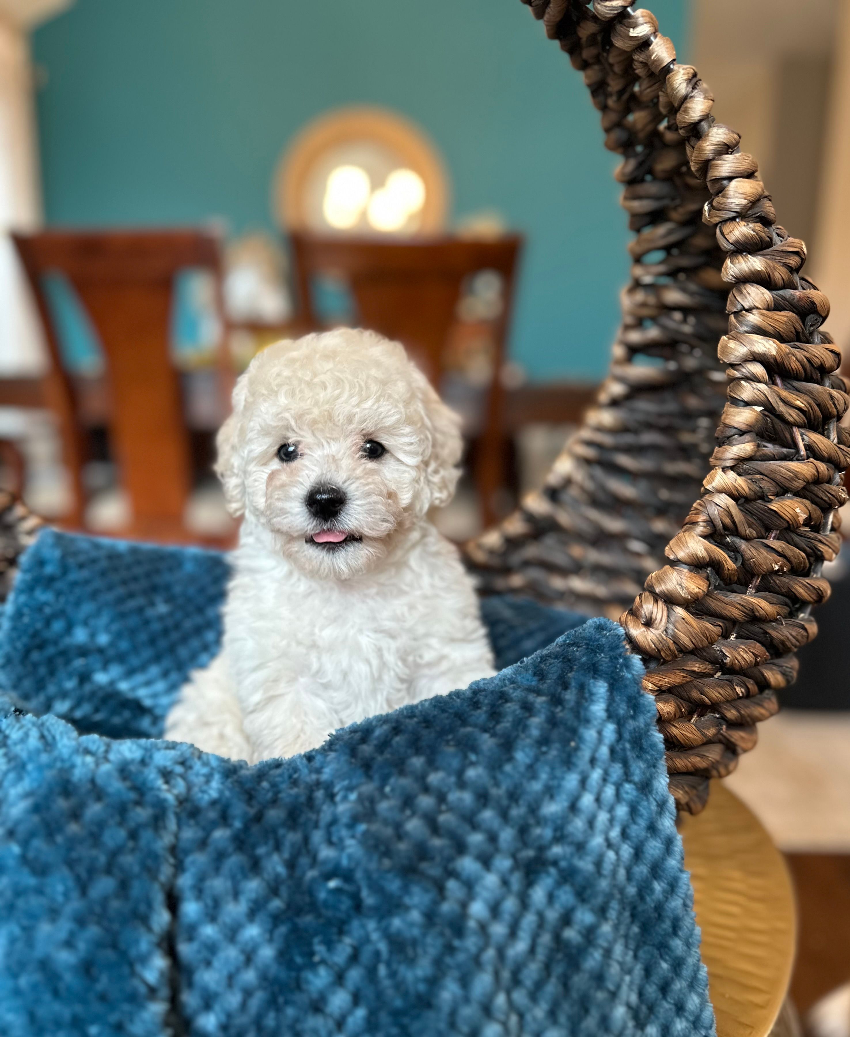 Tom – Poodle - Miniature  puppy for sale in Dallas, TX