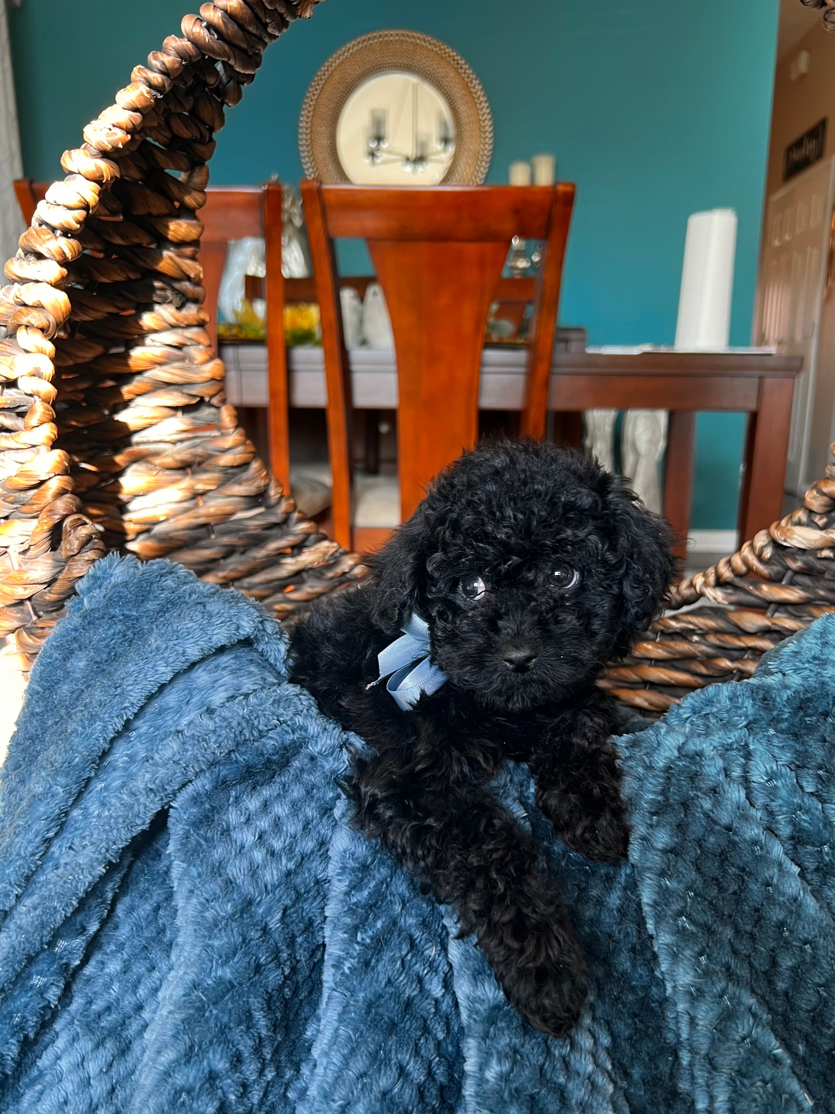 Shadow  – Poodle - Miniature  puppy for sale in Dallas, TX
