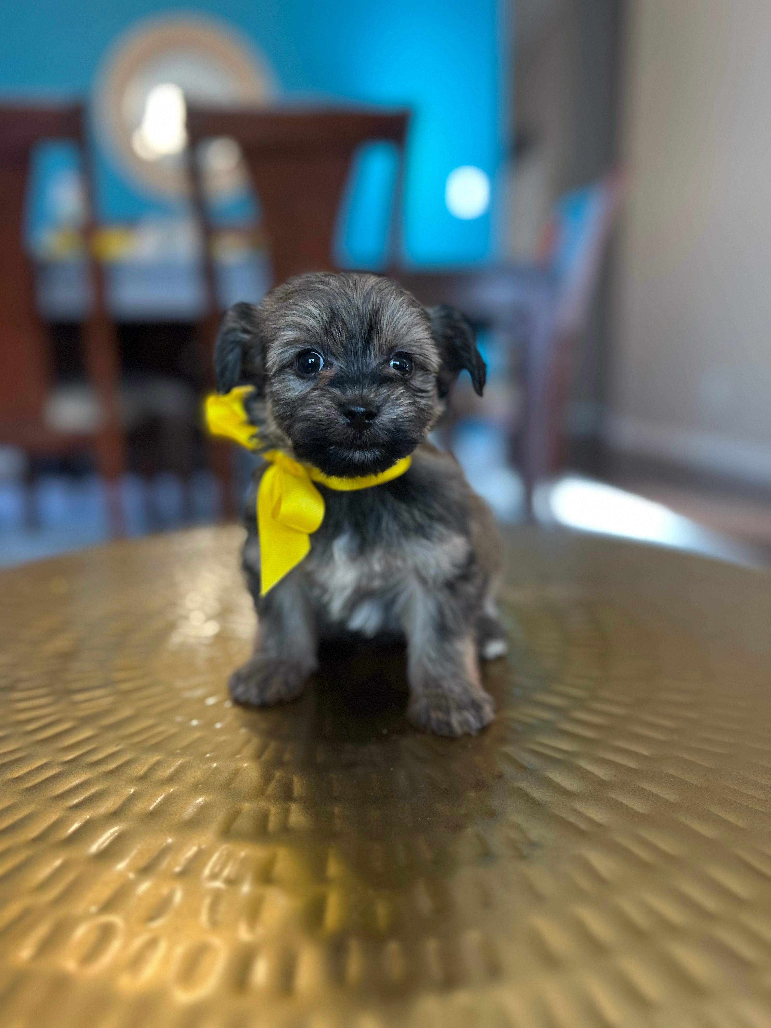 Sissy  – Yorkipoo puppy for sale in Dallas, TX