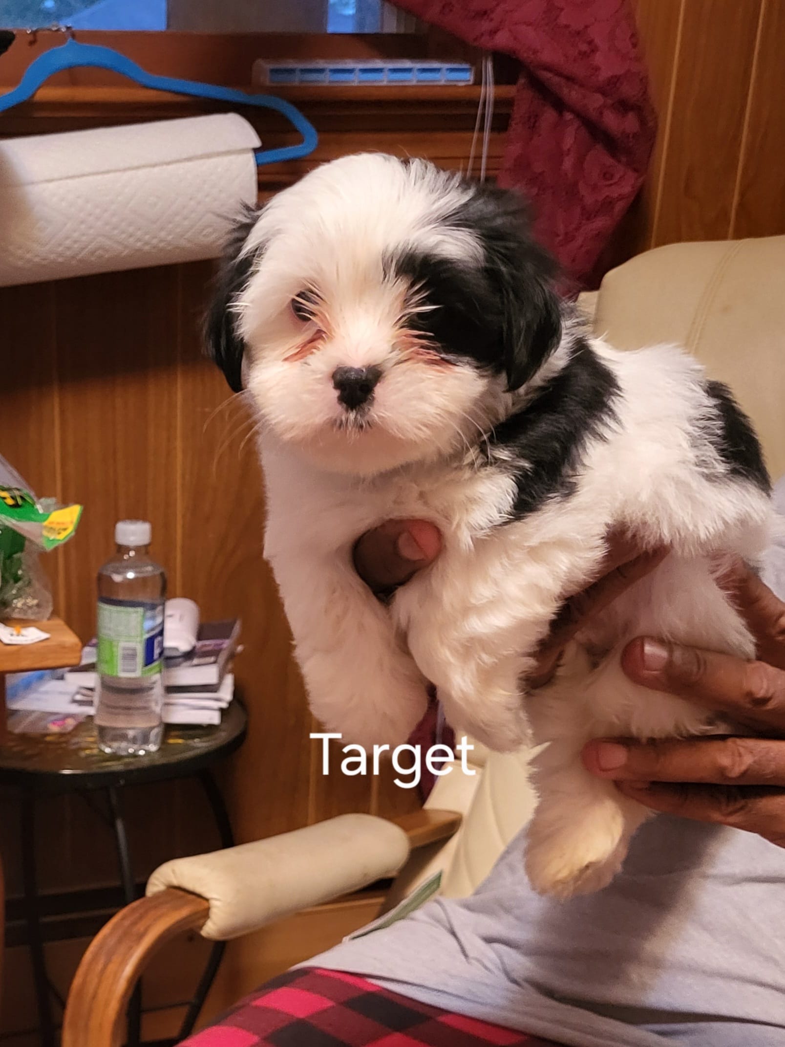 Target – Maltese puppy for sale in Newport News City, VA