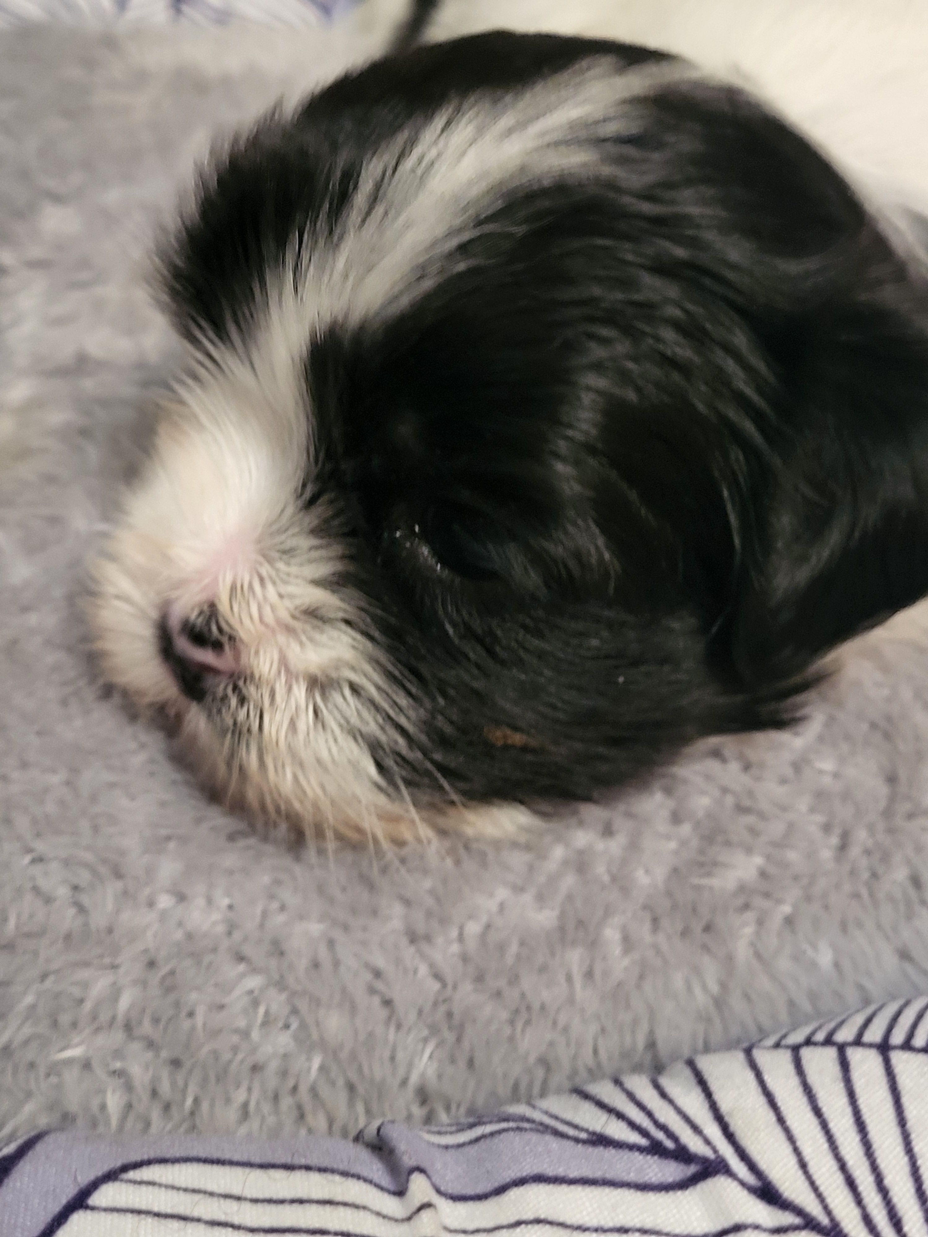 Trump  – Maltese puppy for sale in Newport News City, VA