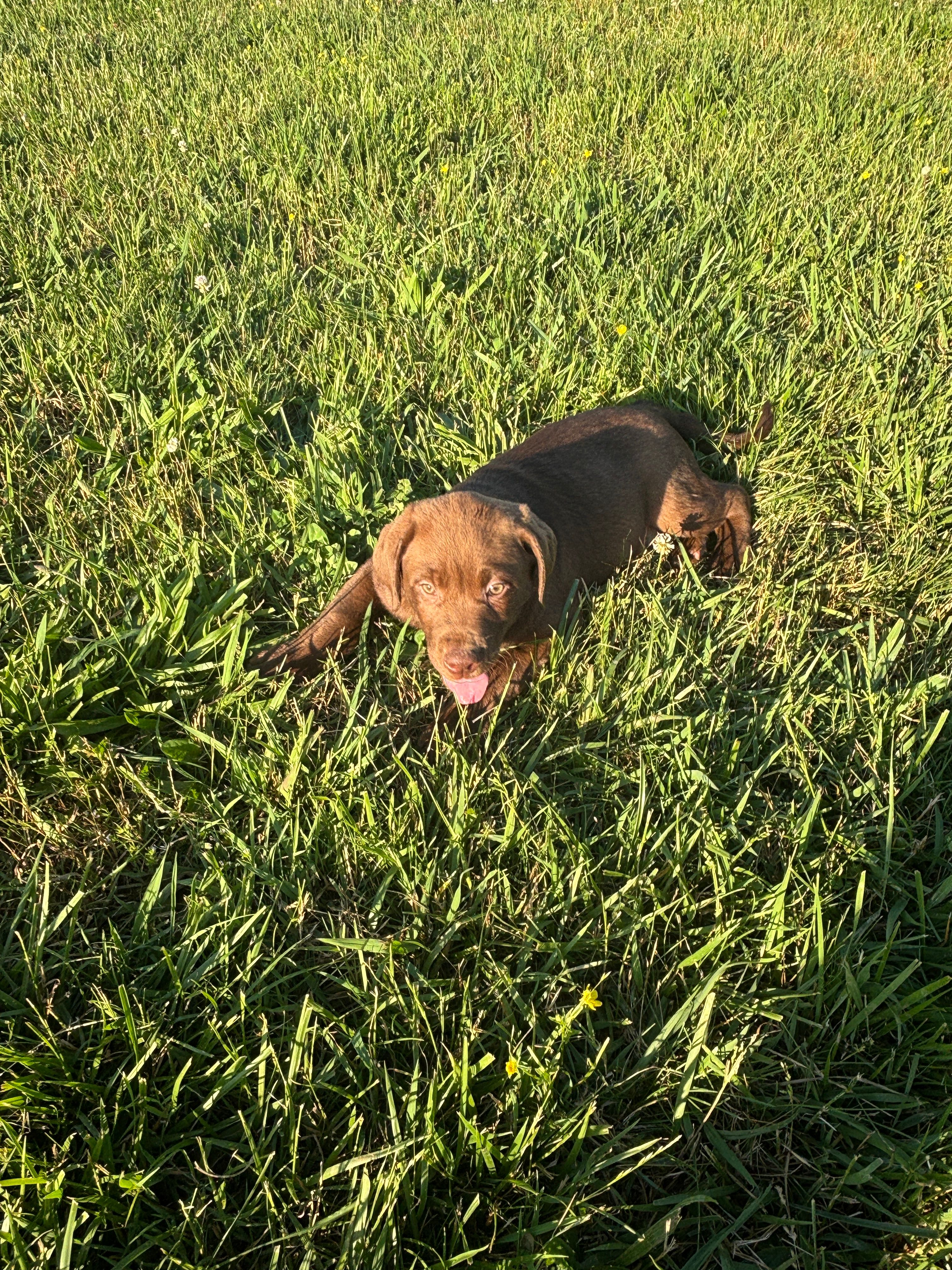 Bear – Labrador Retriever puppy for sale in Manchester, TN