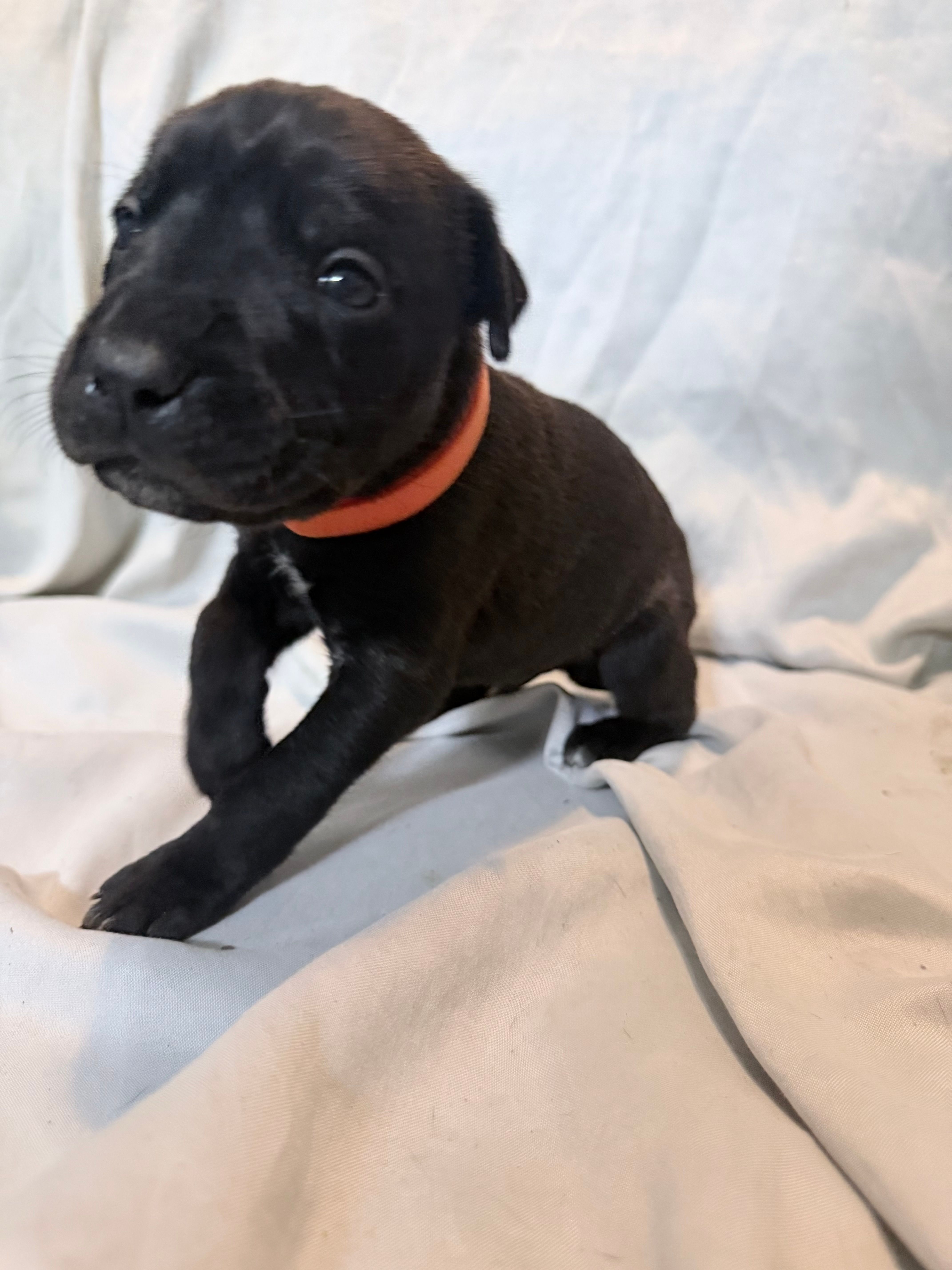 Ketch AKC orange collar-Delivery Special! – Cane Corso puppy for sale in Seneca, MO