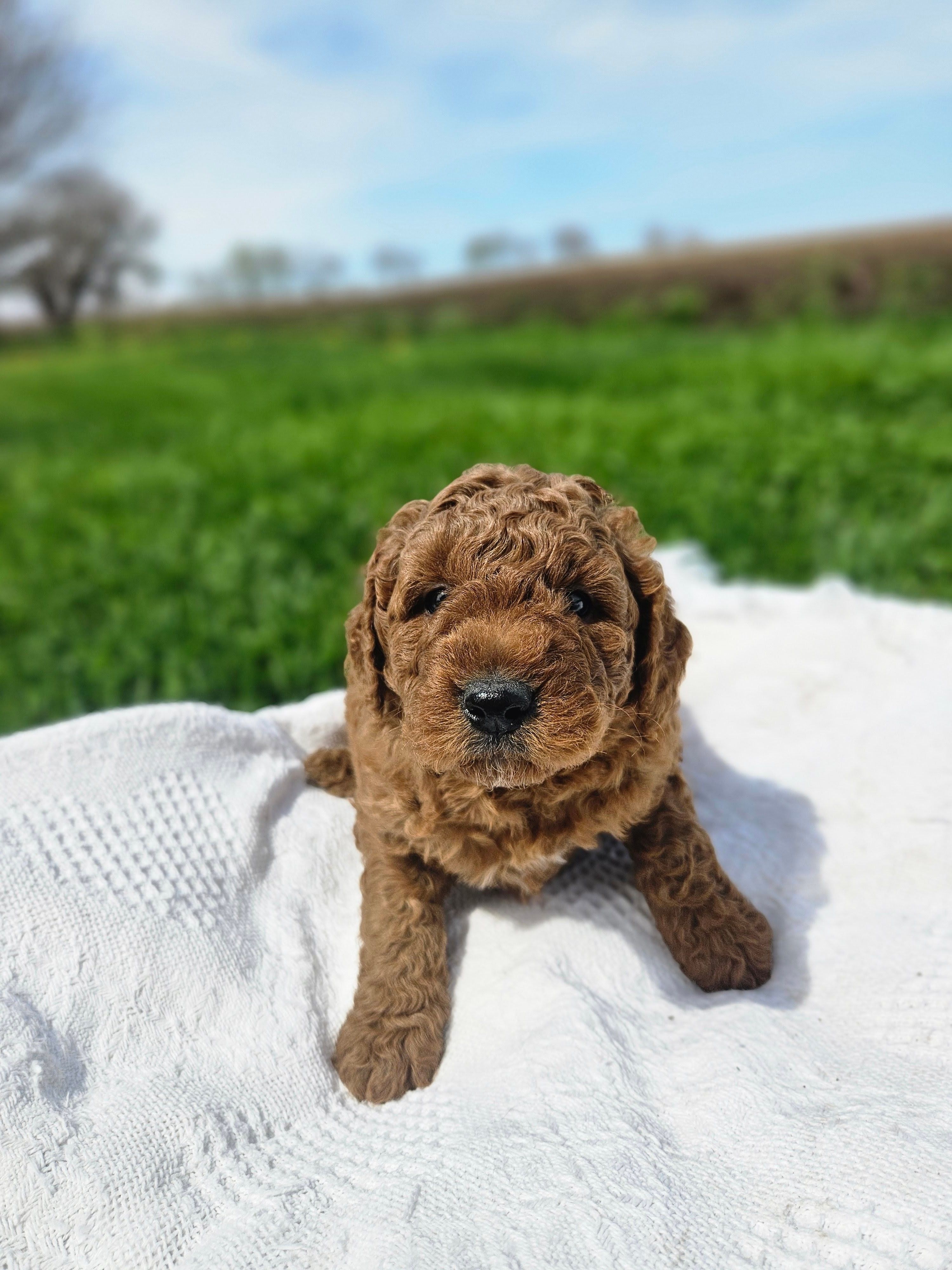 F1B Brady – Poodle - Miniature , Miniature Goldendoodle puppy for sale in Goshen, IN