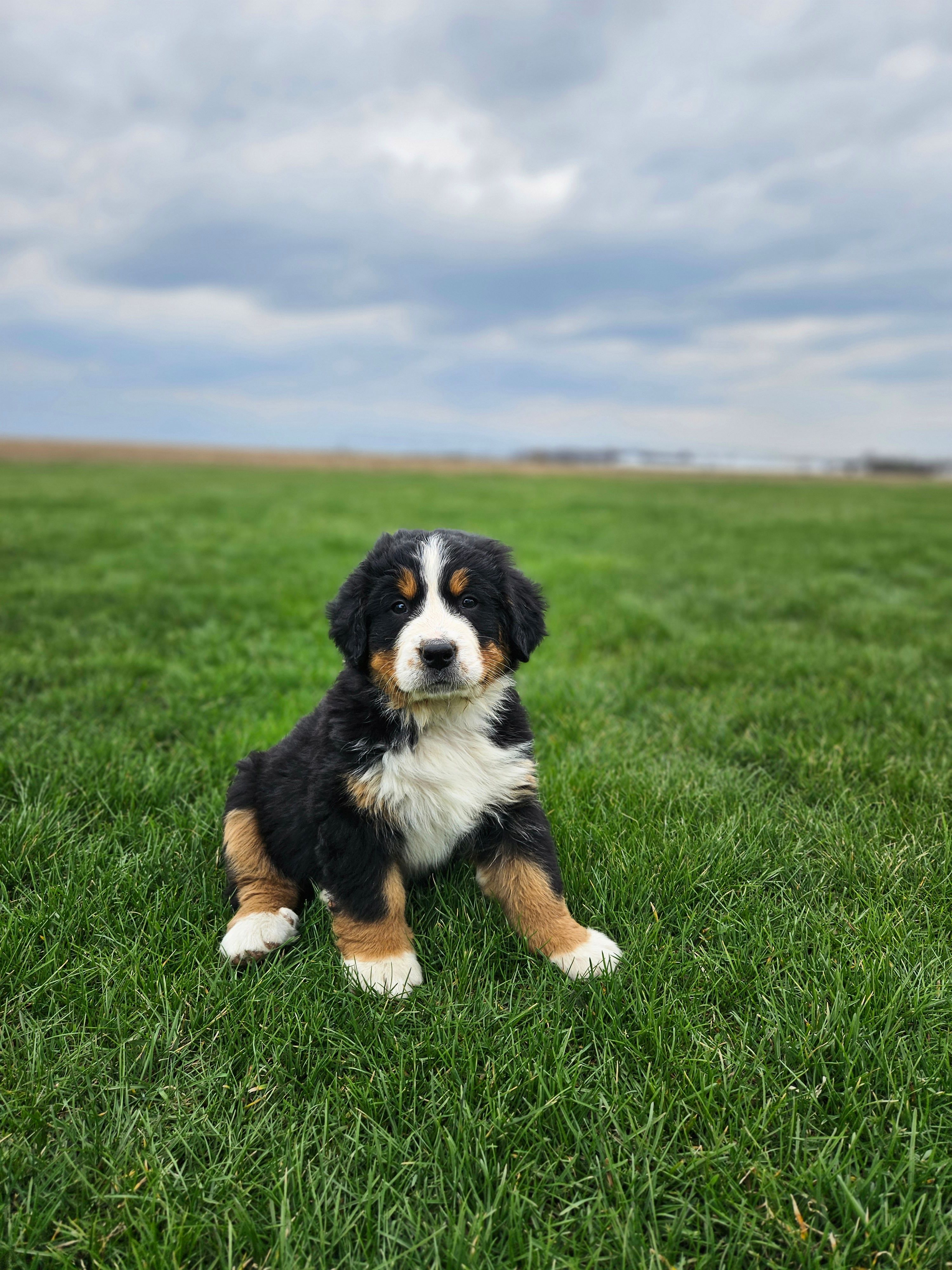 Ellie – Bernese Mountain Dog puppy on hold in Goshen, IN