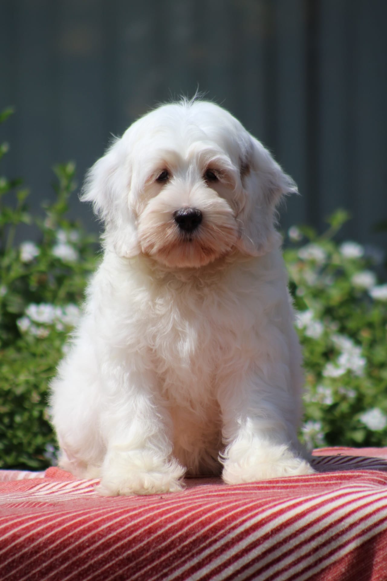 Coconut *Red Roan* !! – Australian Labradoodle puppy for sale in San Diego, CA