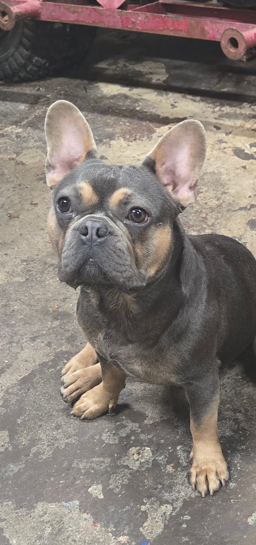 Juliette – French Bulldog puppy for sale in Mechanicsburg, PA