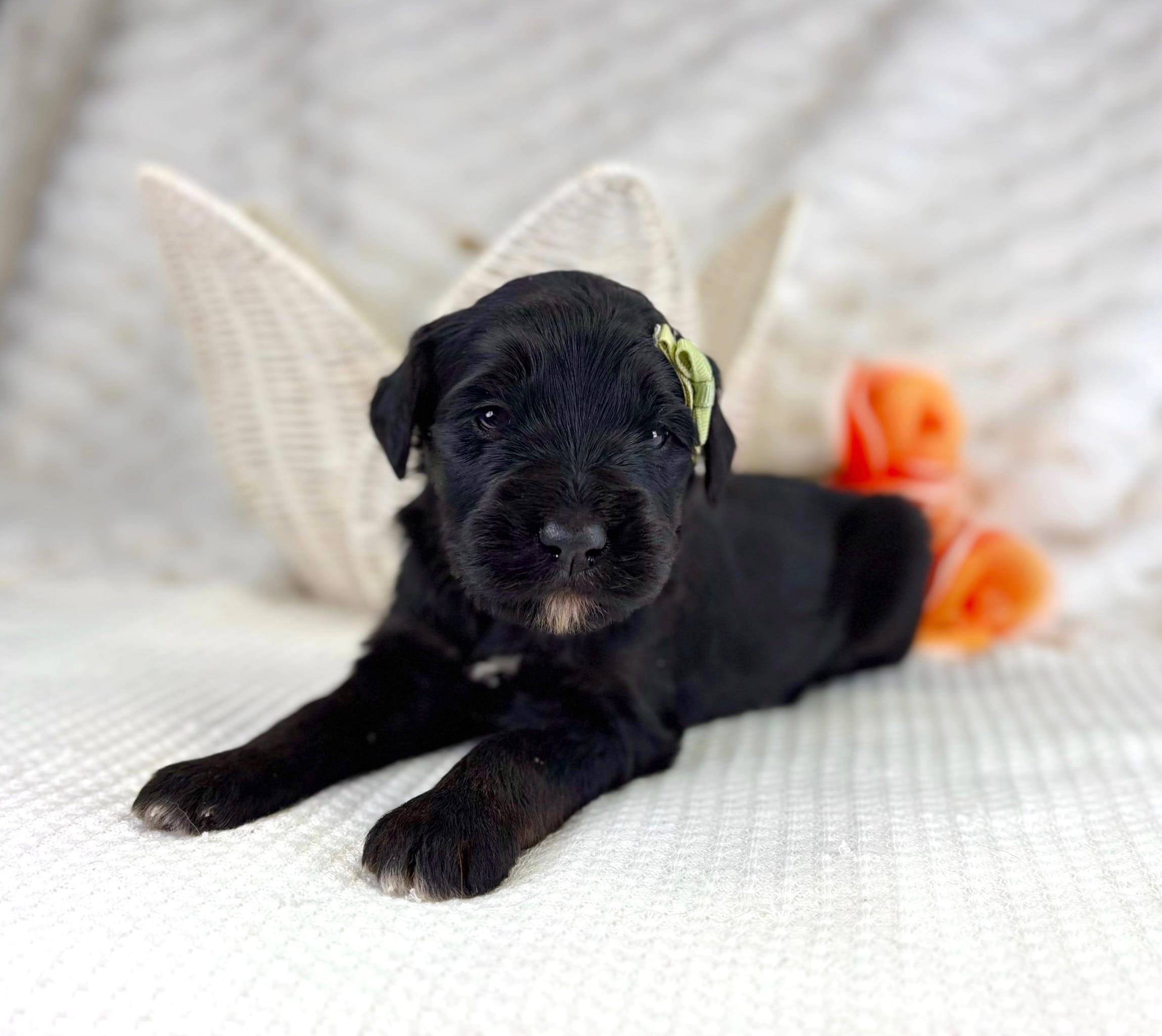 Phantom girl – Bernedoodle, Golden Mountain Dog puppy for sale in Crete, IL