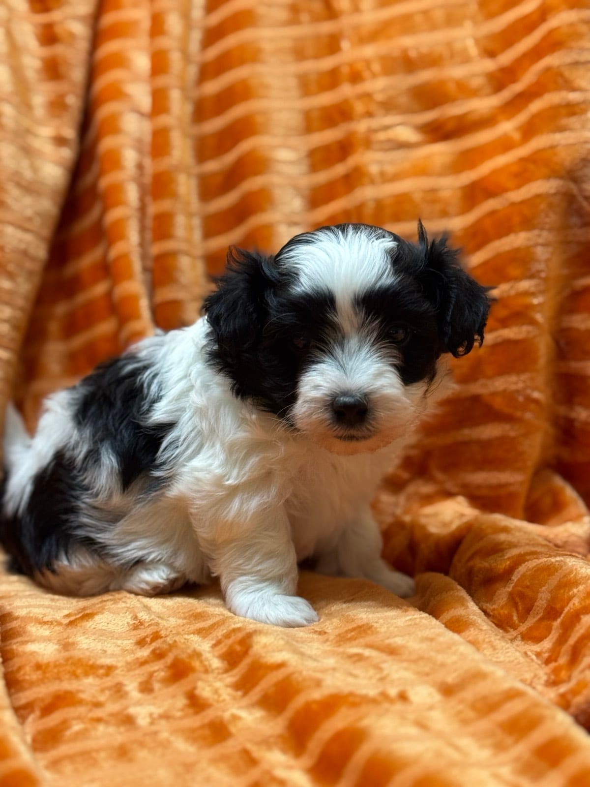 Maltipoo – Maltipoo puppy for sale in Indian Trail, NC