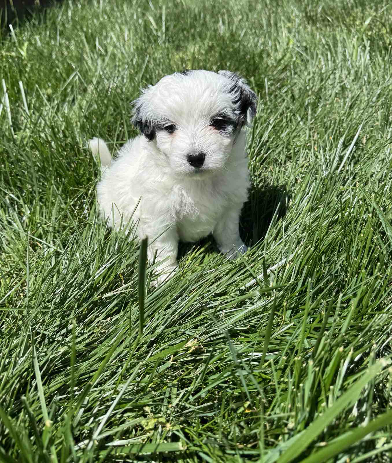 Maltipoo – Maltipoo puppy for sale in Indian Trail, NC