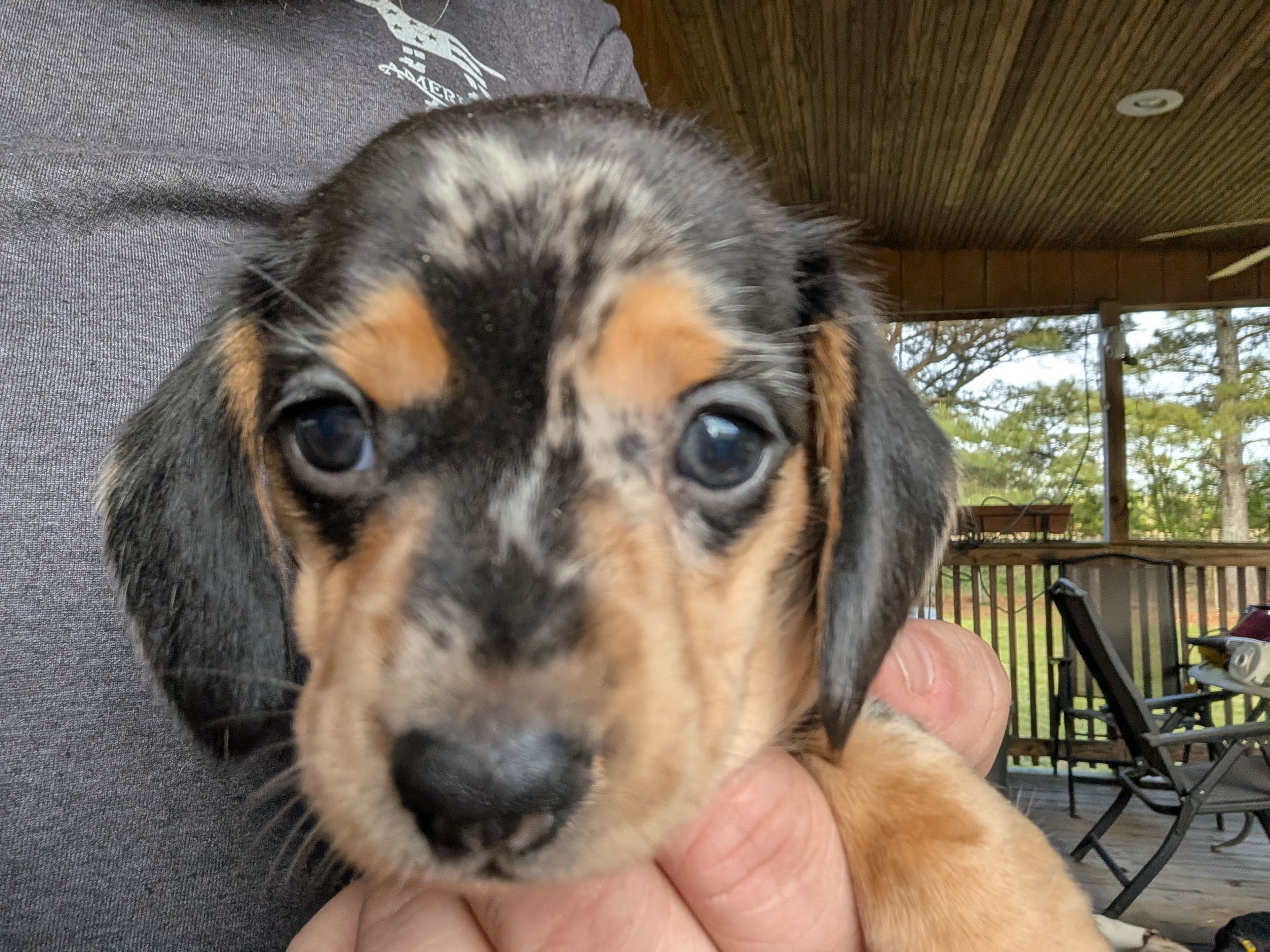 Carolina Girl – Miniature Dachshund puppy for sale in Williamston, NC