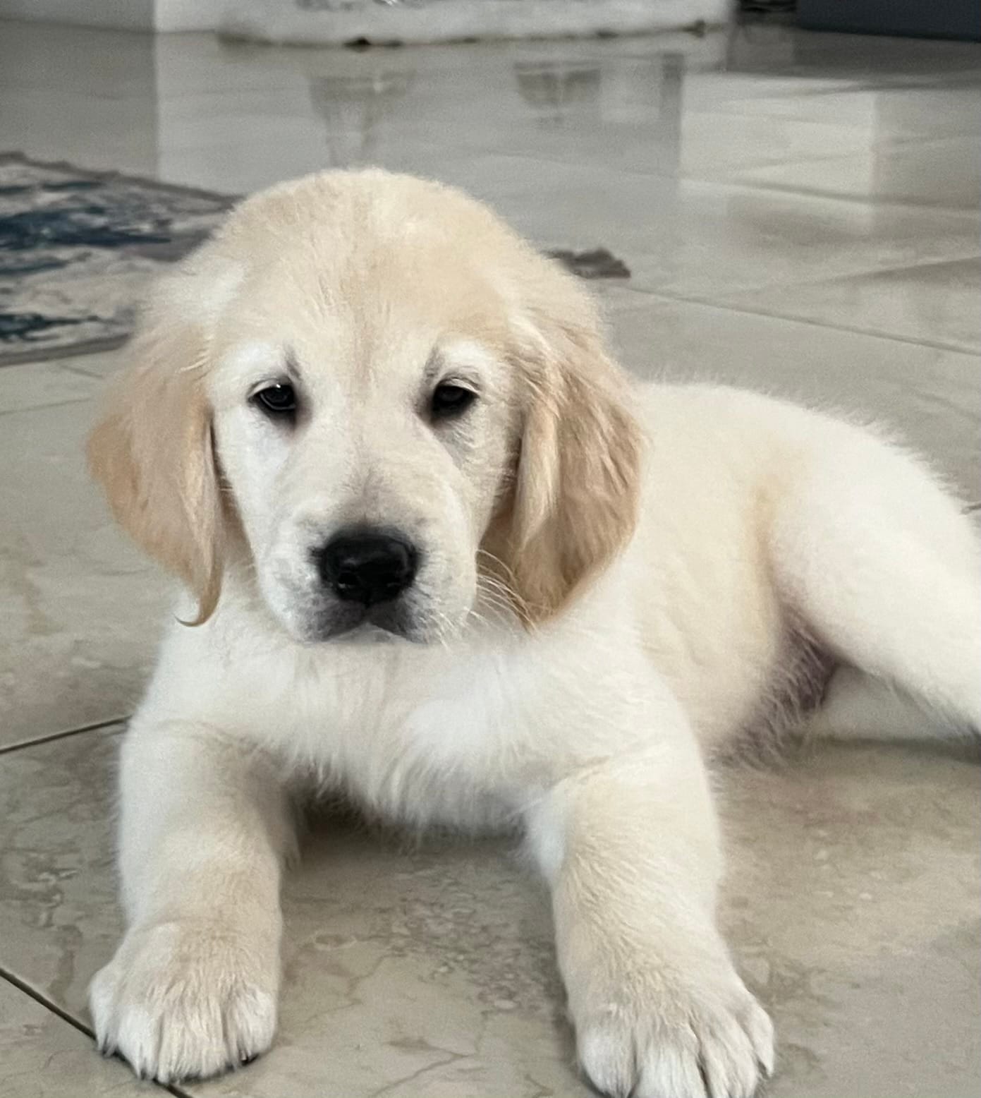 Balto – Golden Retriever puppy for sale in Lehigh Acres, FL
