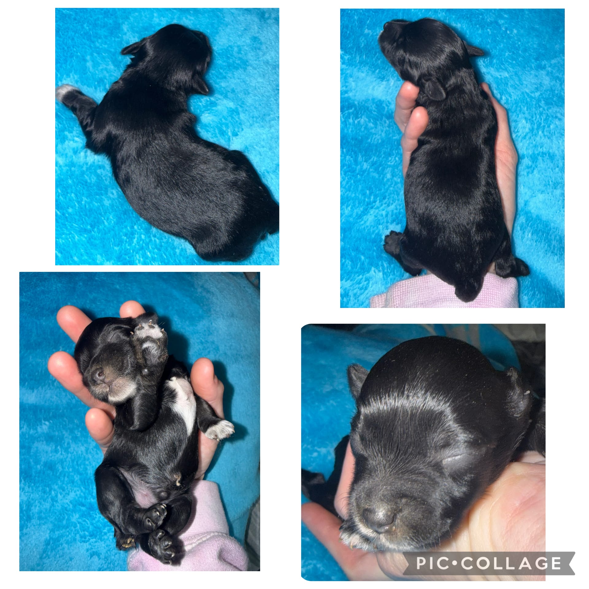Black & silver  – Miniature Schnauzer puppy for sale in Easley, SC