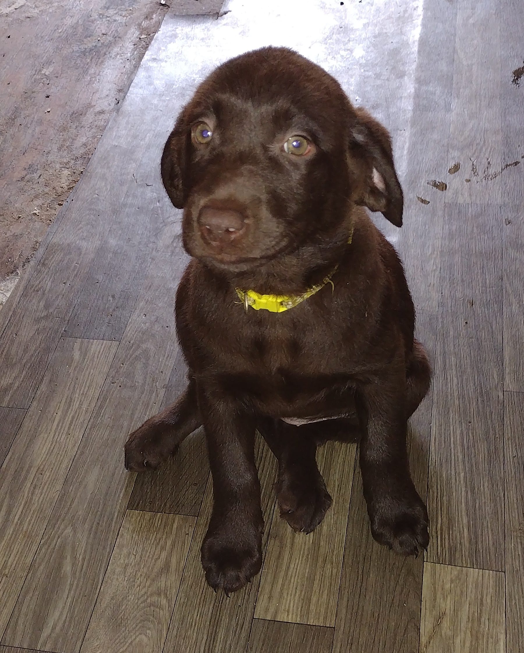 Crunch AKC – Labrador Retriever puppy for sale in Wesley Chapel, FL