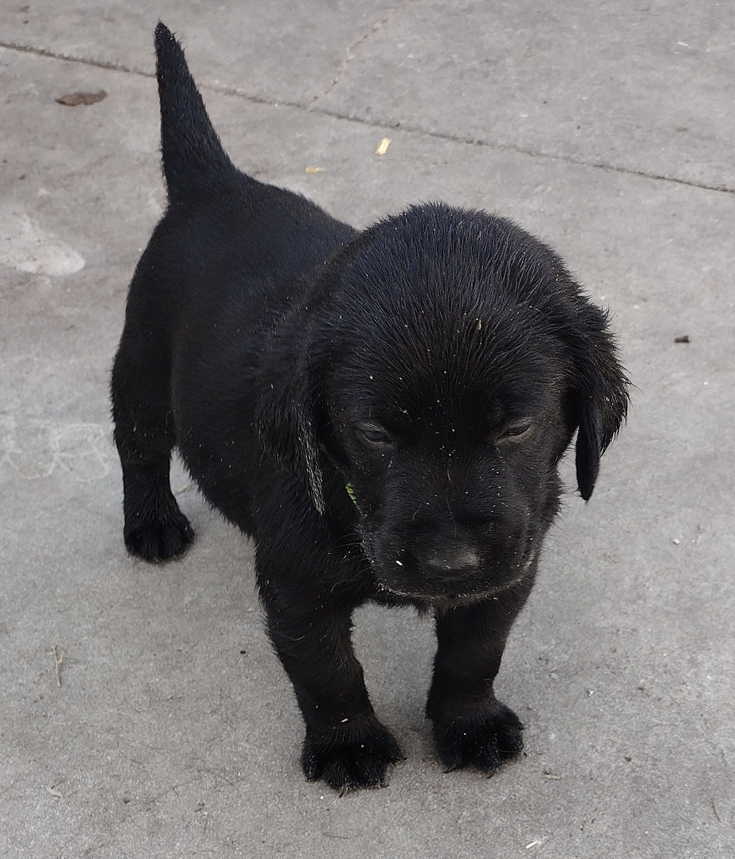 Colt AKC – Labrador Retriever puppy for sale in Wesley Chapel, FL
