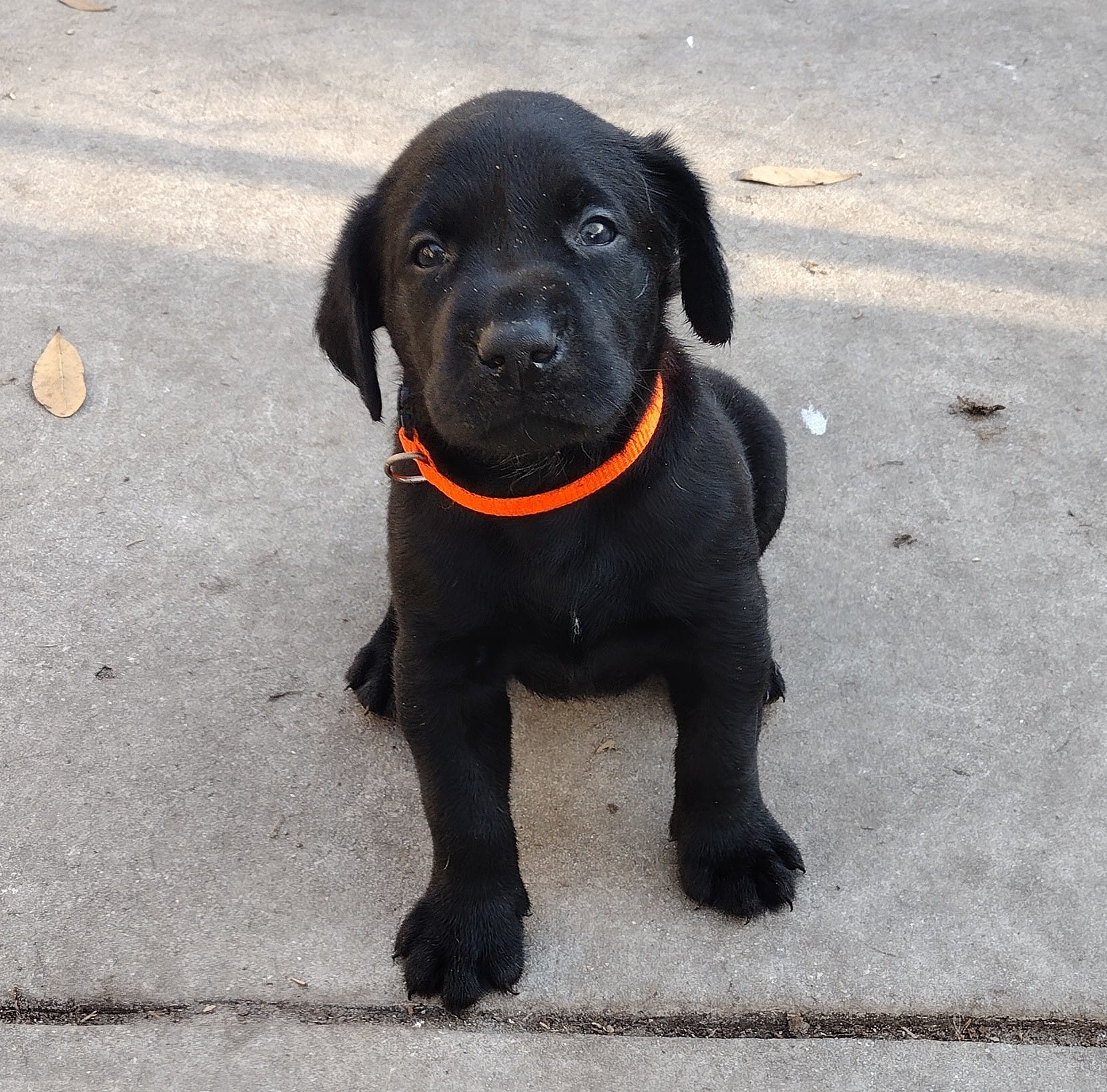 Duke AKC – Labrador Retriever puppy for sale in Wesley Chapel, FL