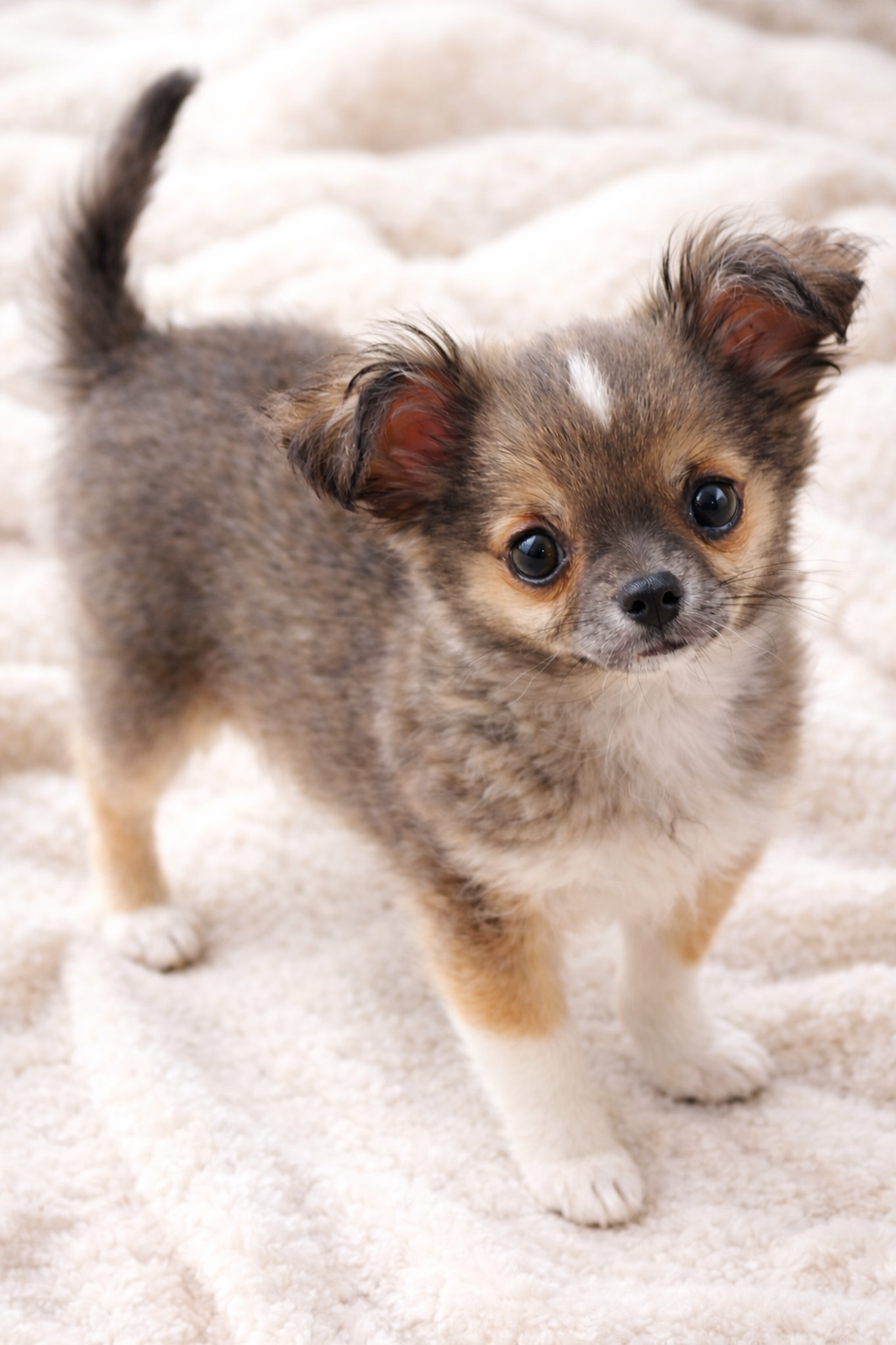 Bear Bear – Chihuahua puppy for sale in Tulsa, OK