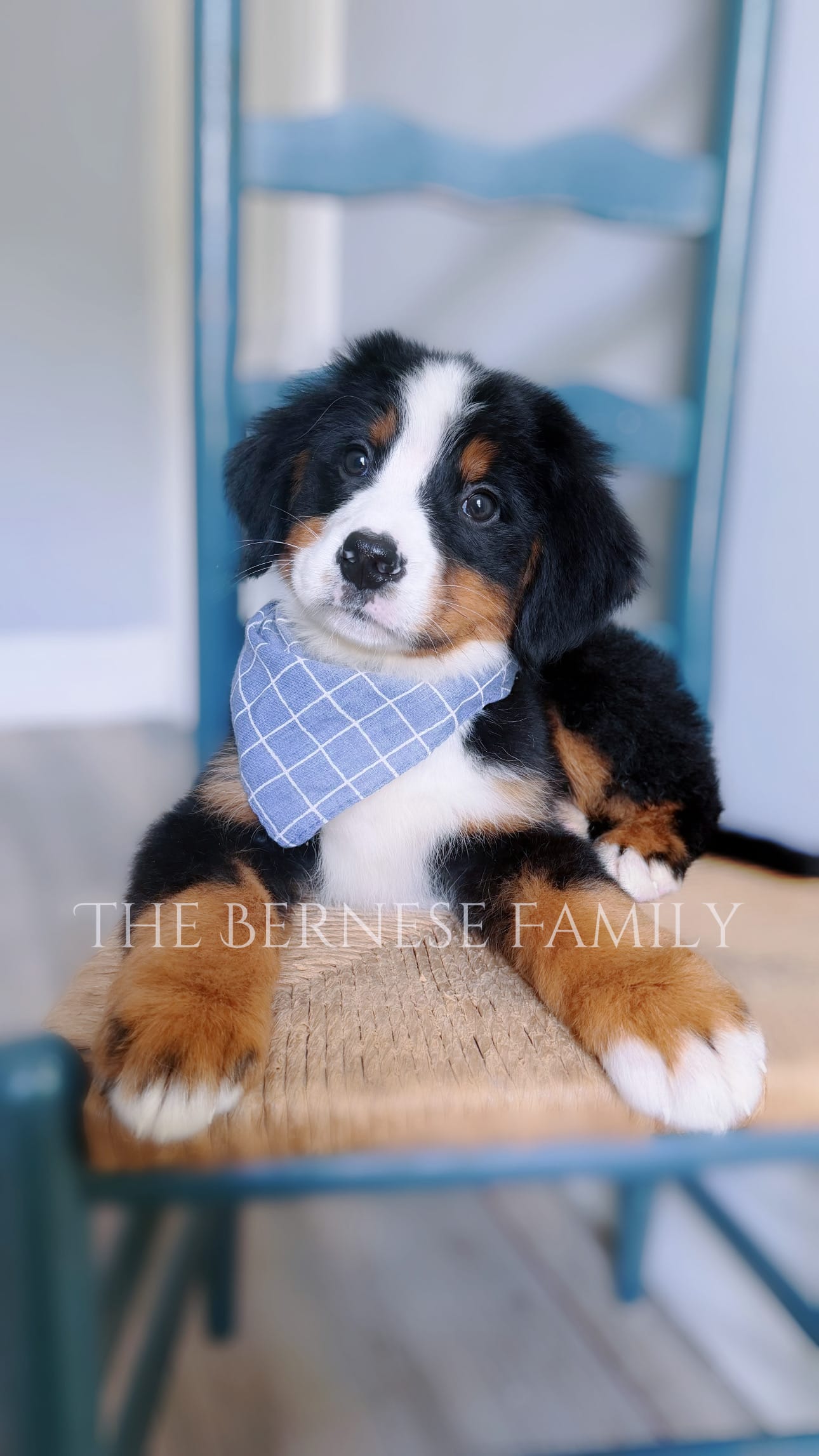 Mason – Bernese Mountain Dog puppy for sale in Albany, NY