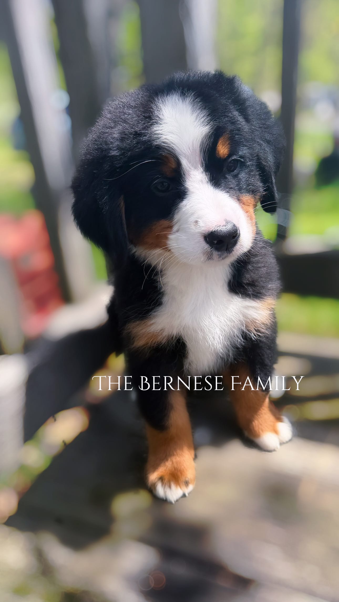 Mason – Bernese Mountain Dog puppy for sale in Albany, NY