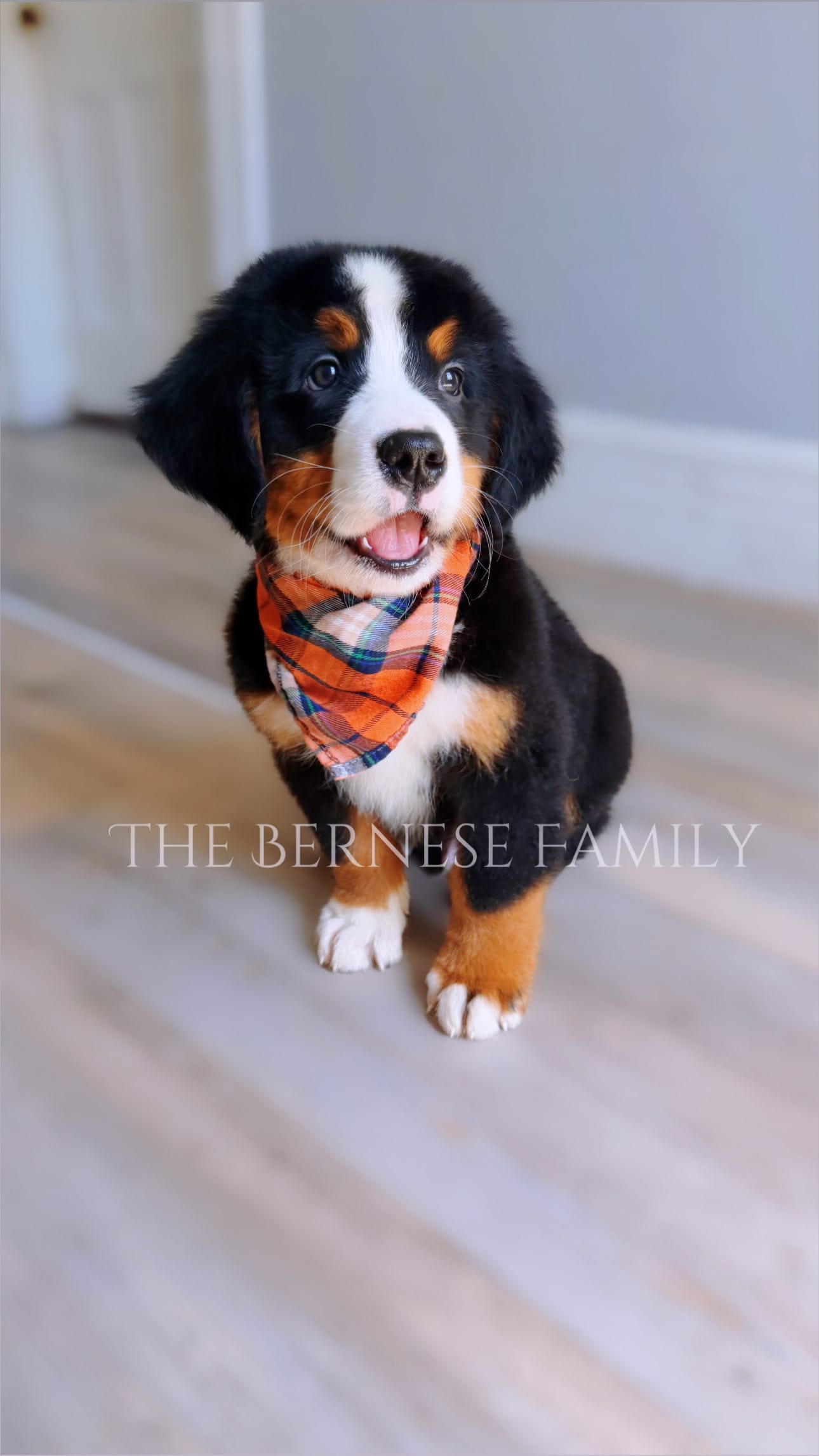 Laser – Bernese Mountain Dog puppy for sale in Albany, NY