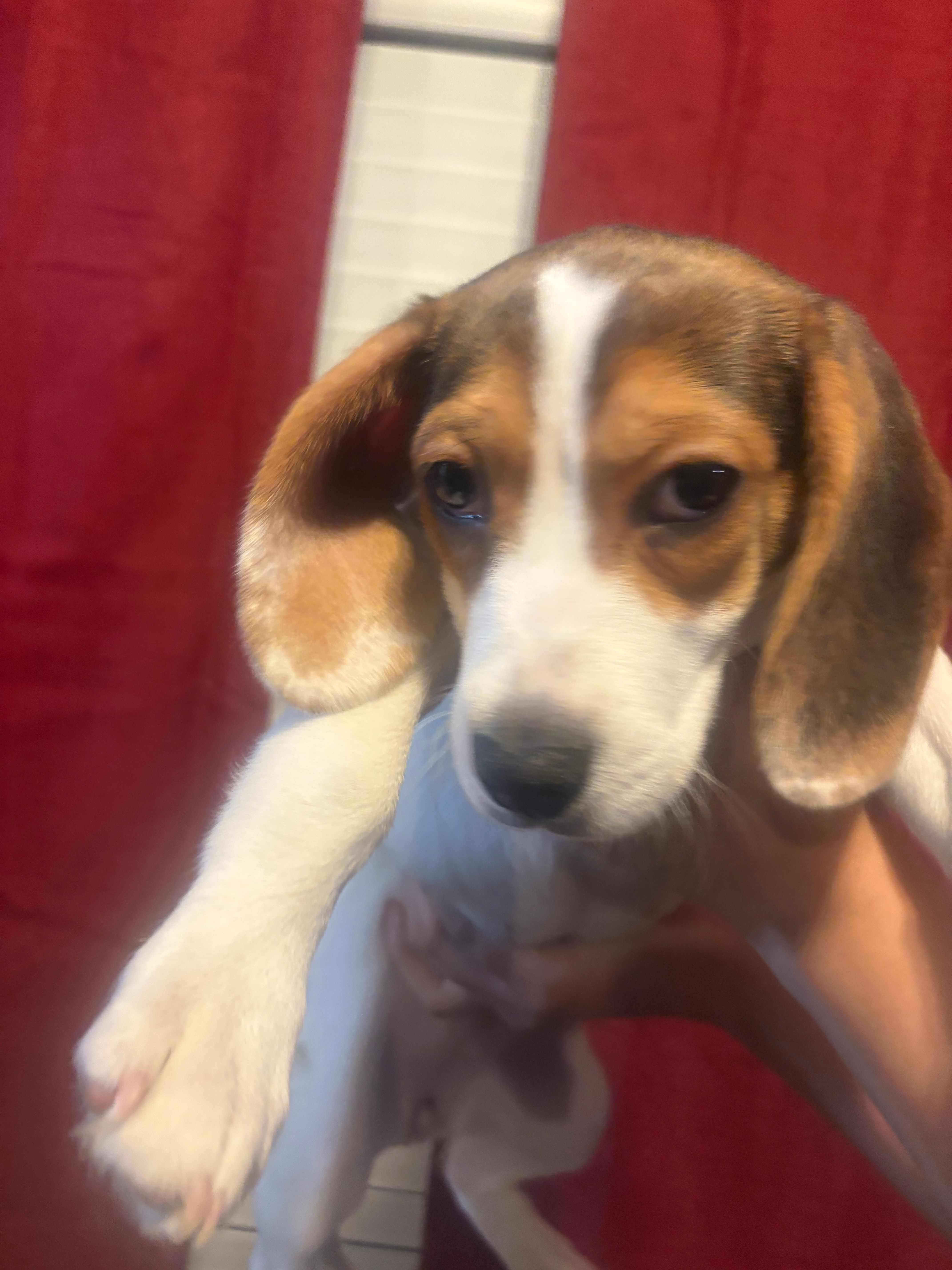 Female 2 – Beagle puppy for sale in Dallas, TX