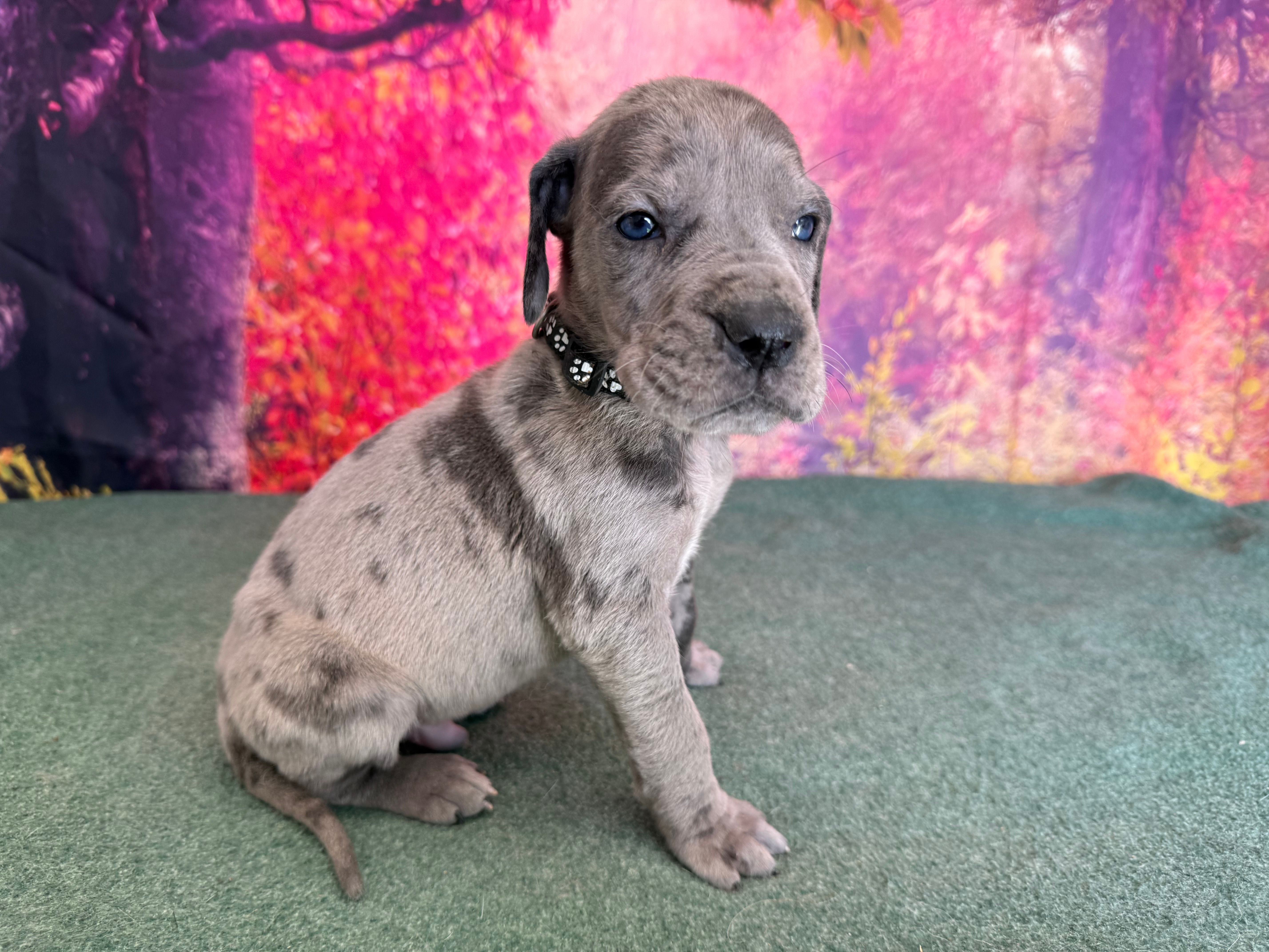 Tyrion  – Great Dane puppy for sale in Fort Wayne, IN
