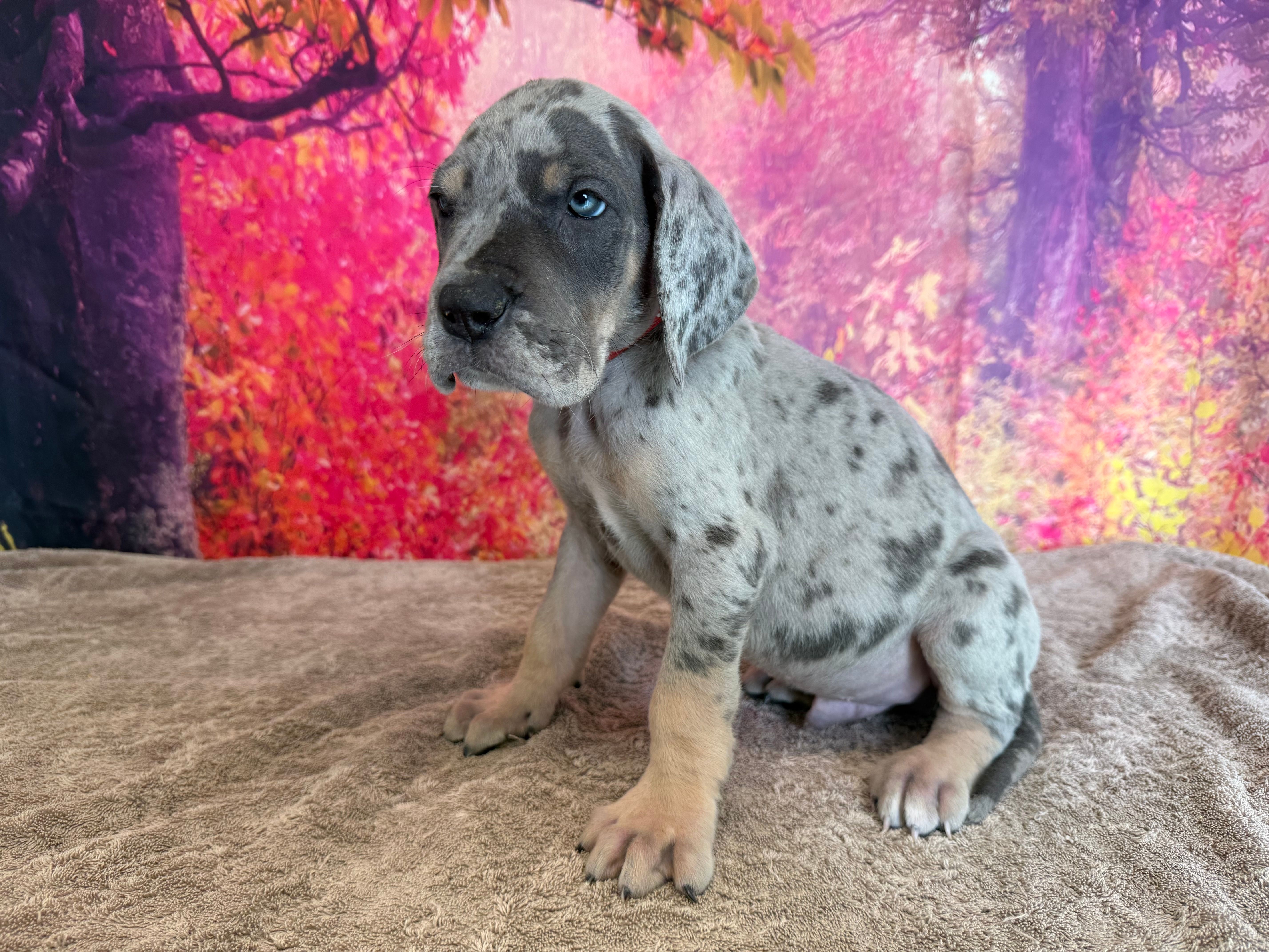 Tywin – Great Dane puppy for sale in Fort Wayne, IN