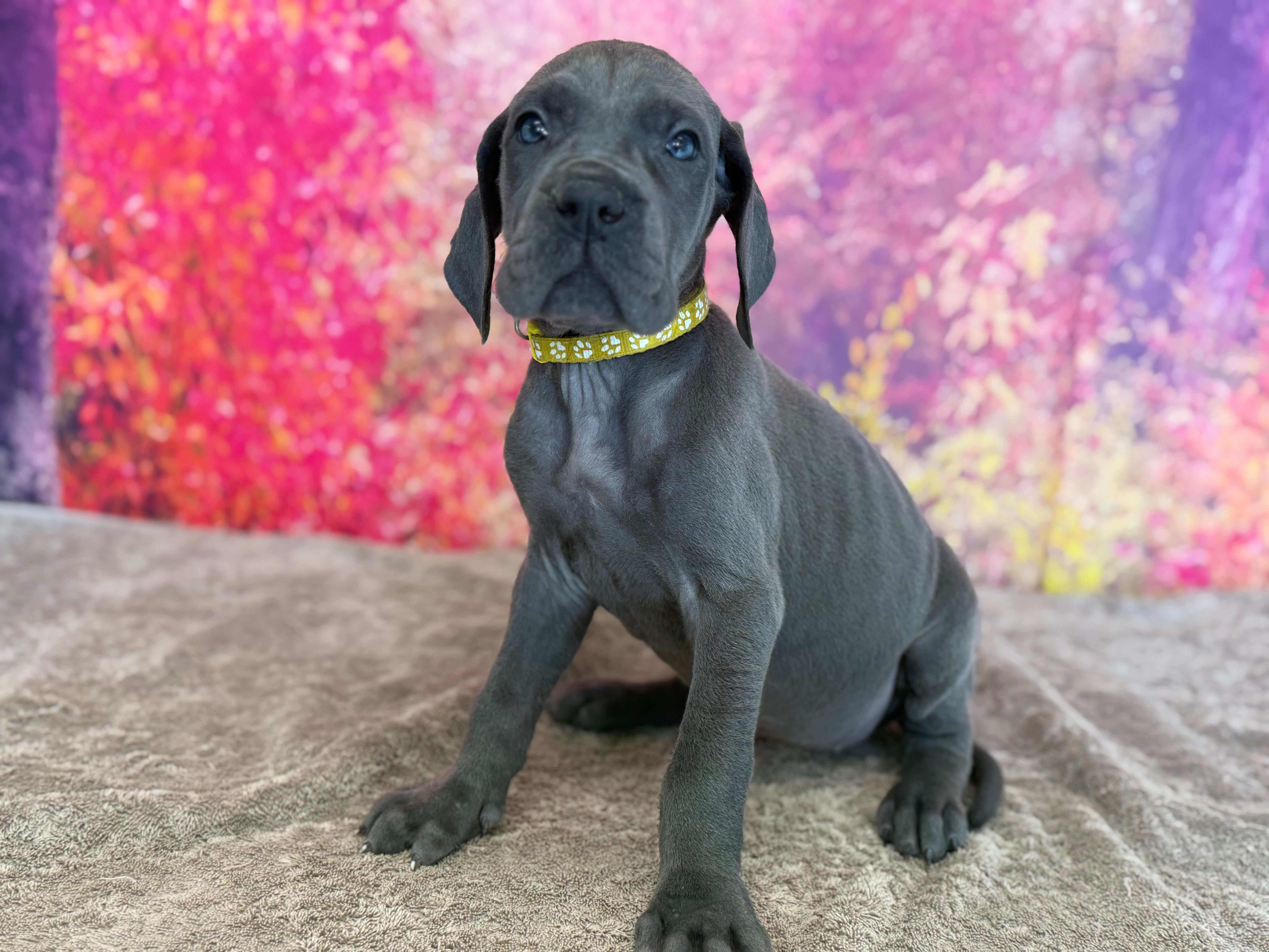 Brienne  – Great Dane puppy for sale in Fort Wayne, IN