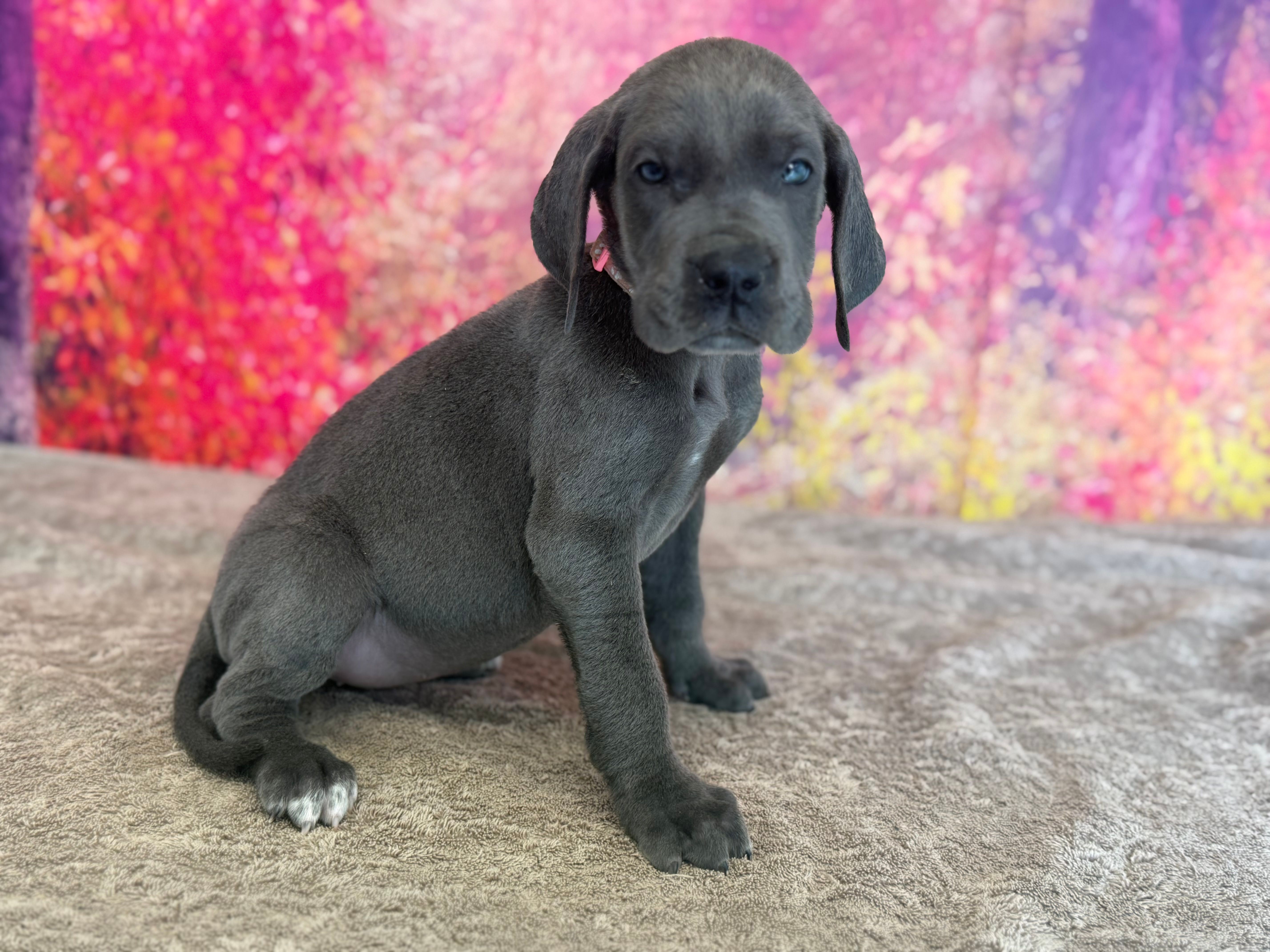Cersei – Great Dane puppy for sale in Fort Wayne, IN