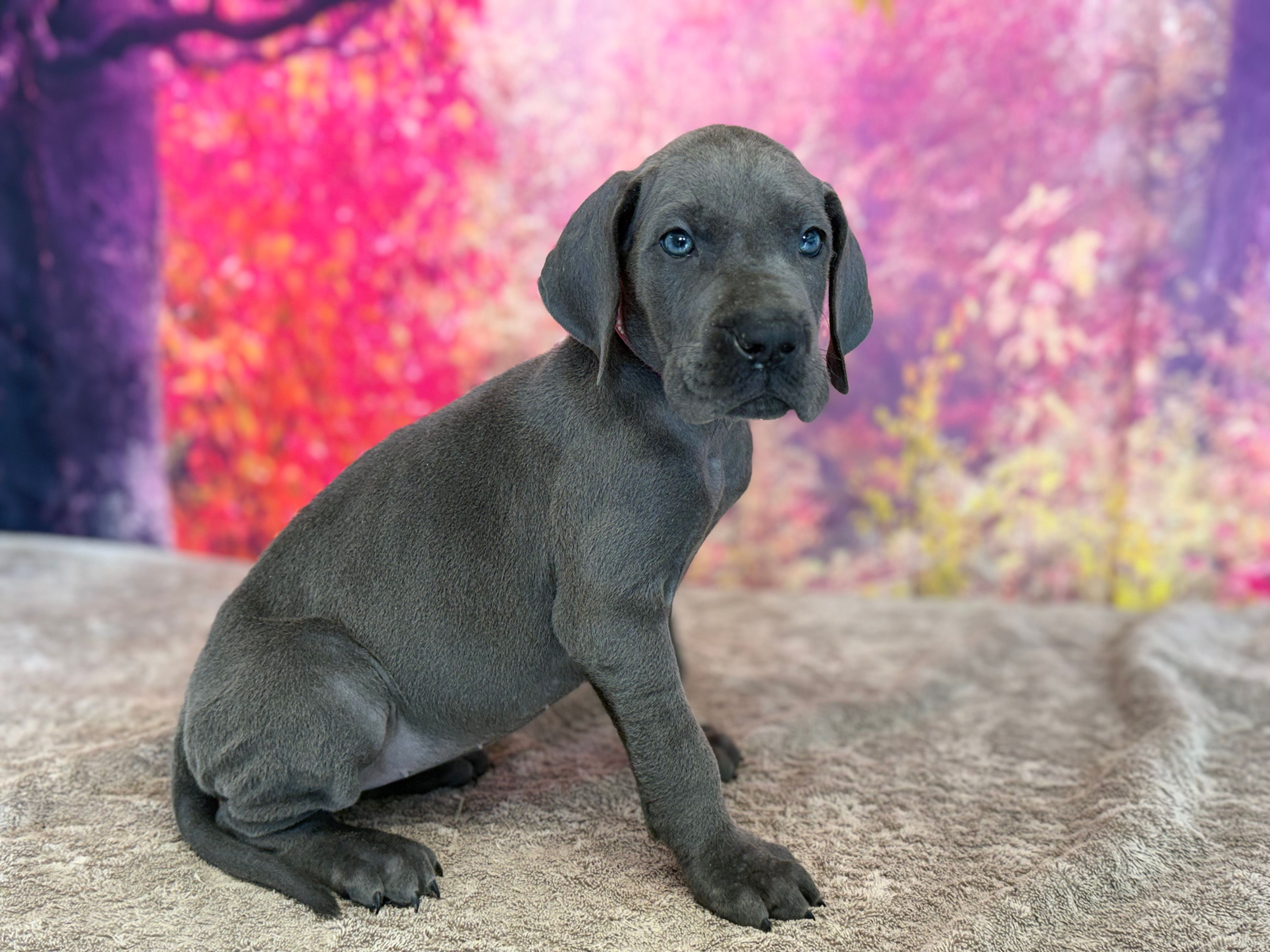 Jeyne  – Great Dane puppy for sale in Fort Wayne, IN