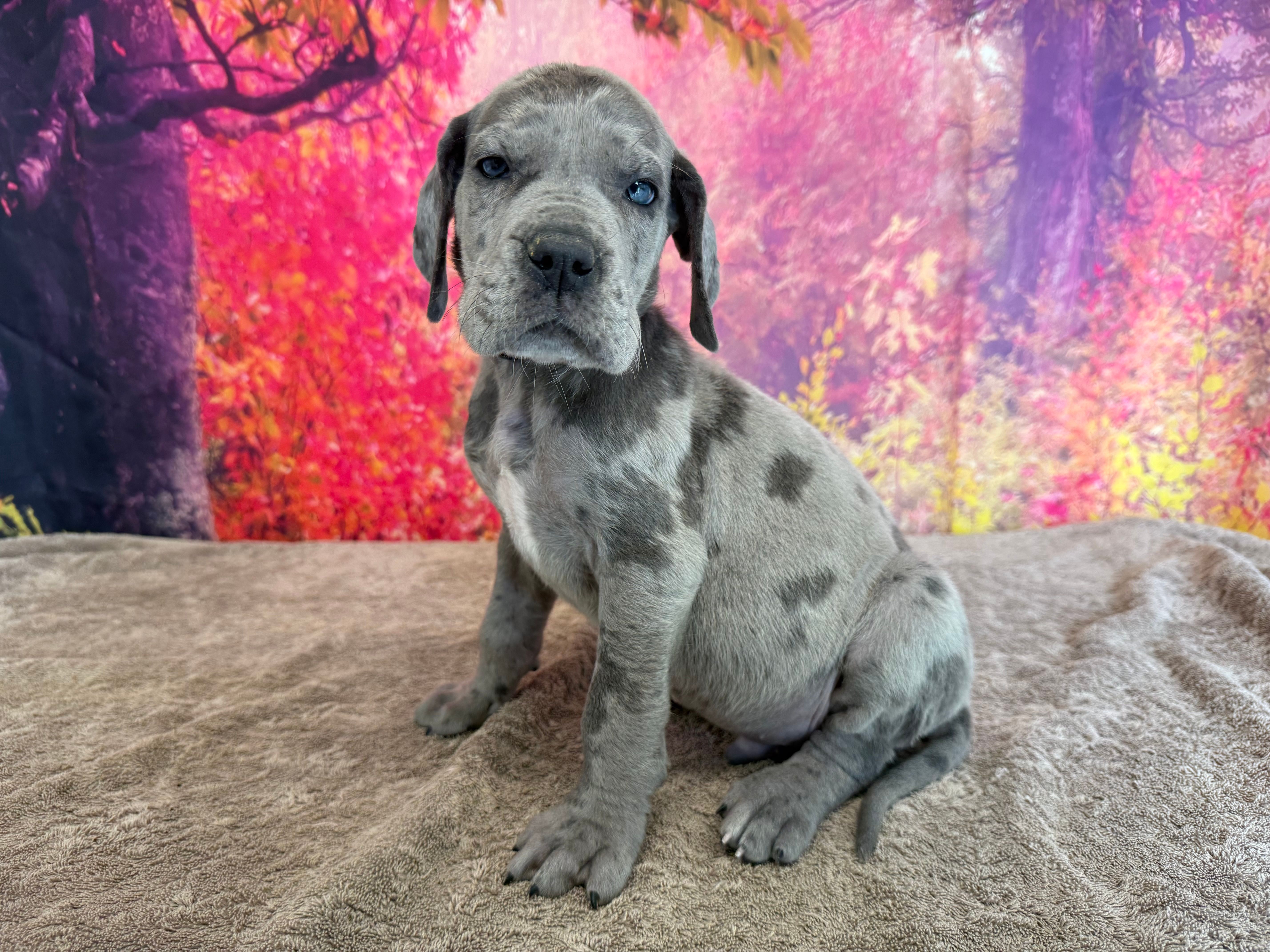 Tyrion  – Great Dane puppy for sale in Fort Wayne, IN
