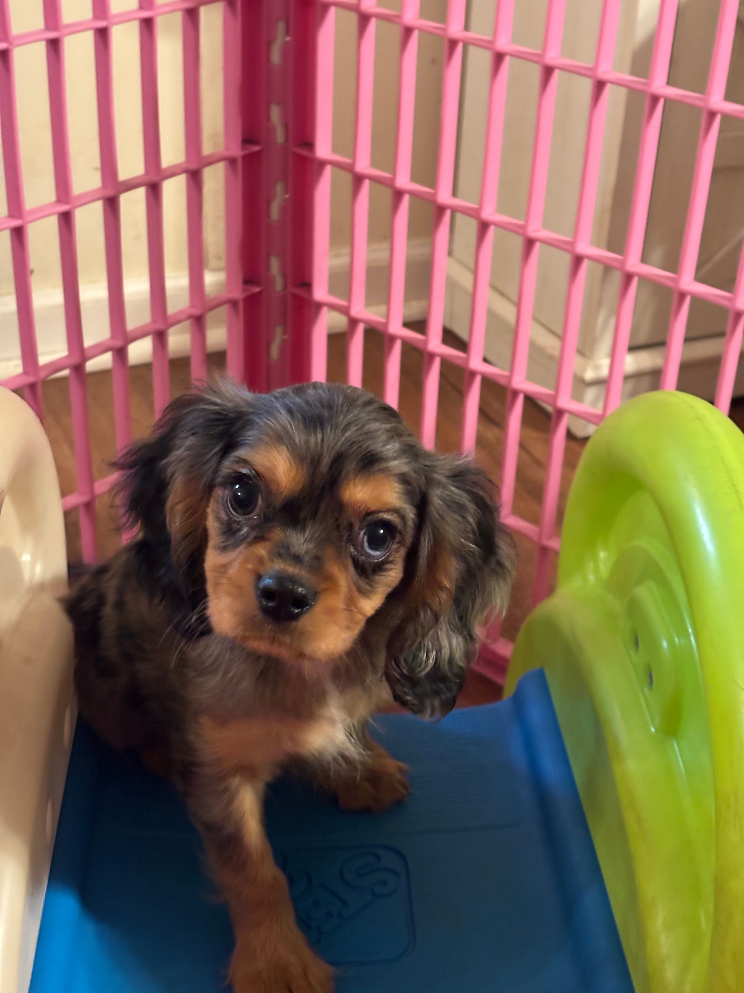 Waylon  – Cavalier King Charles Spaniel puppy for sale in Jacksonville, FL