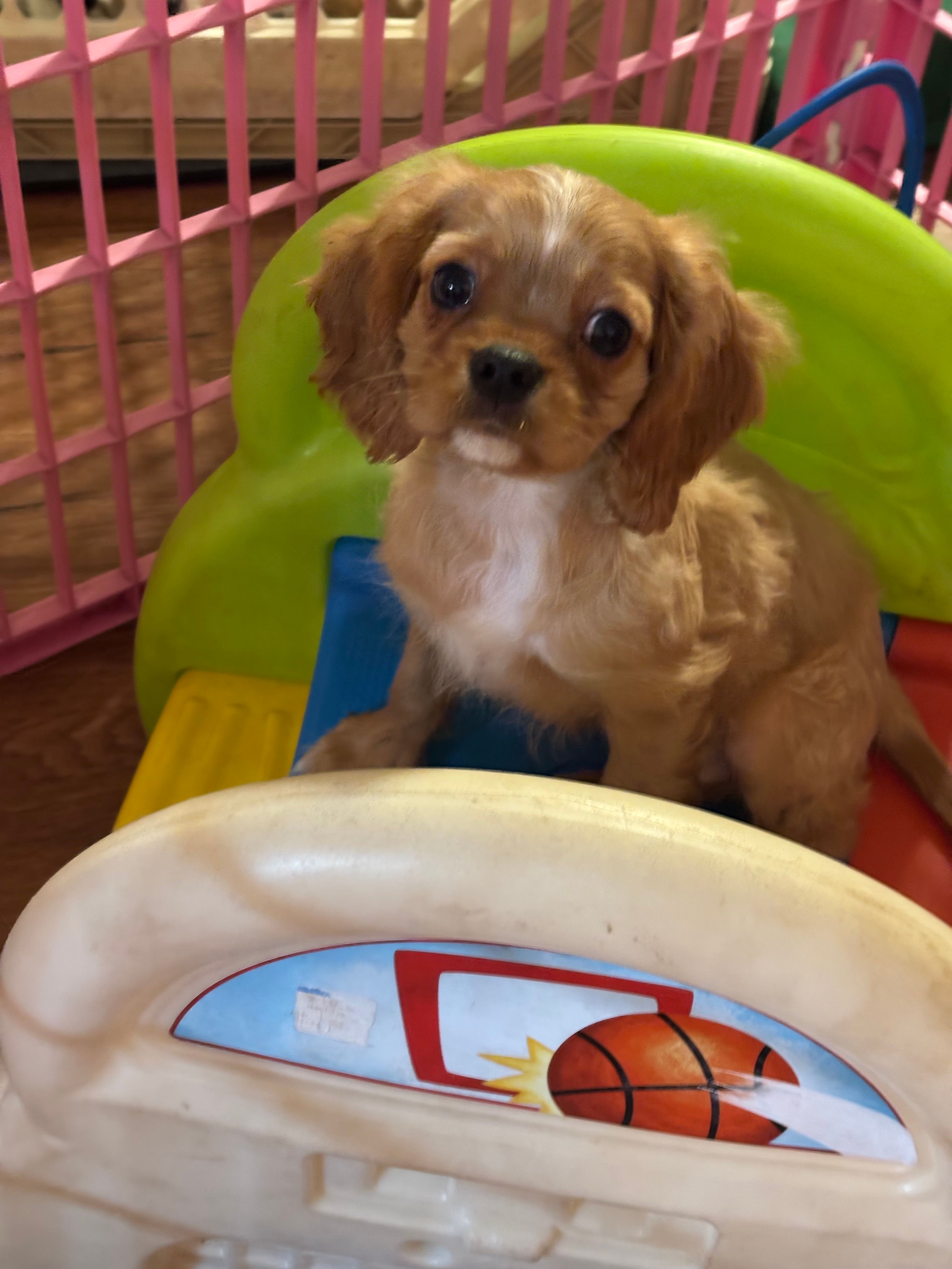 Hank – Cavalier King Charles Spaniel puppy for sale in Jacksonville, FL