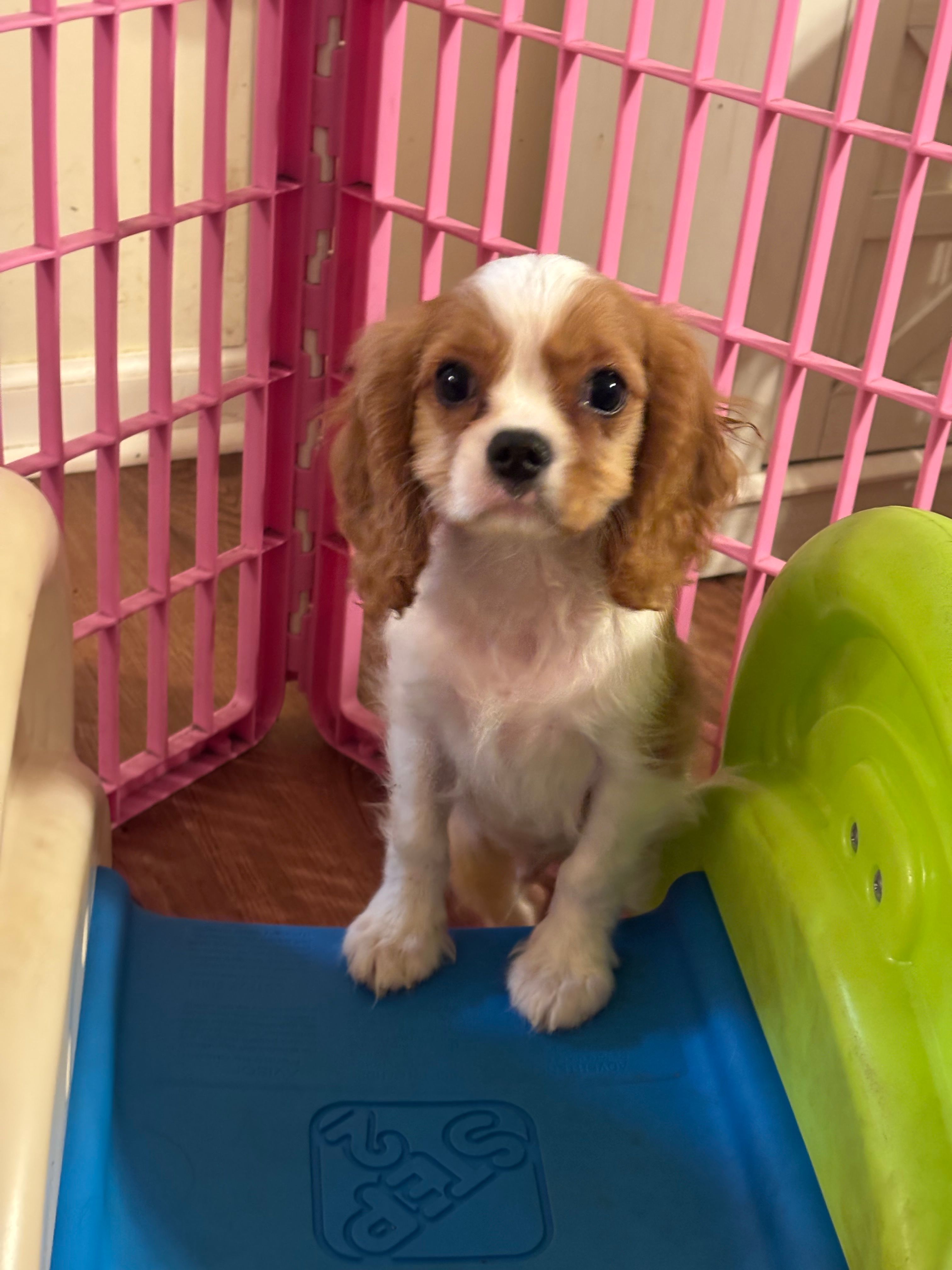 Cash  – Cavalier King Charles Spaniel puppy for sale in Jacksonville, FL
